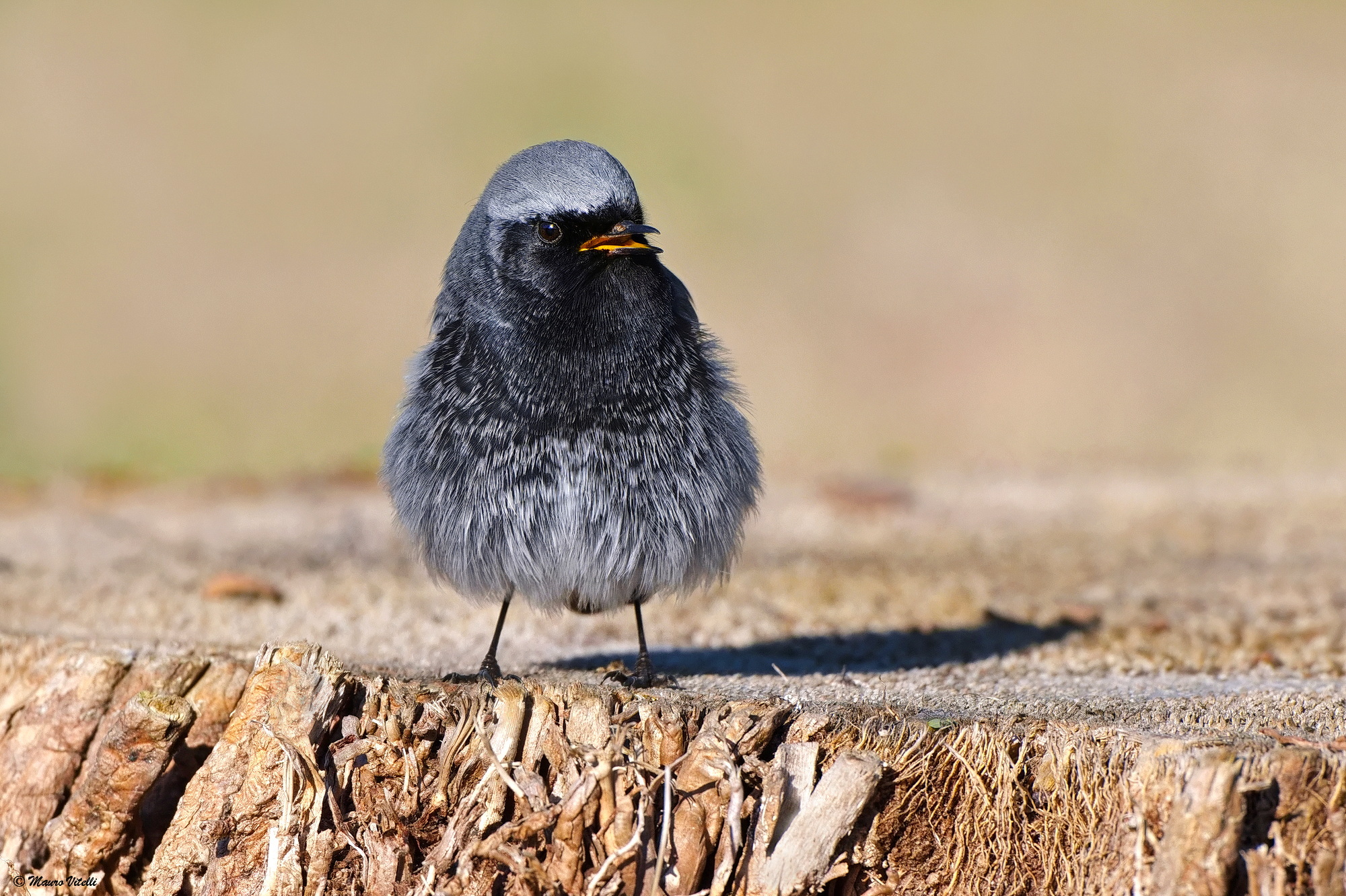 Chimney Sweep Redstart (M)