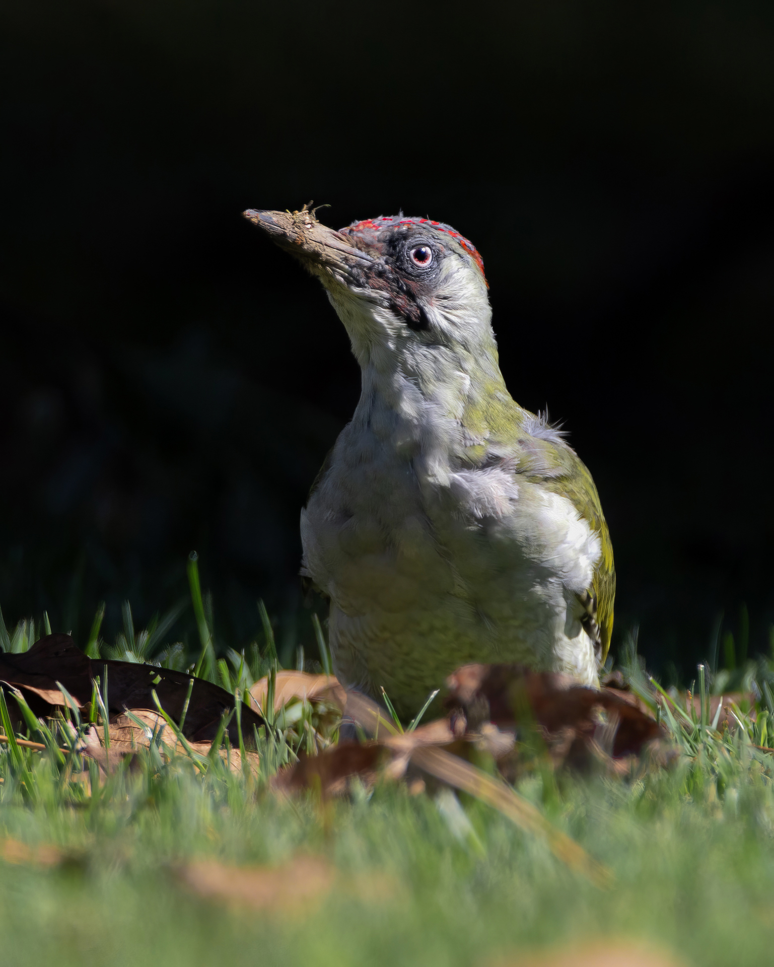 Picchio verde (Picus viridis)