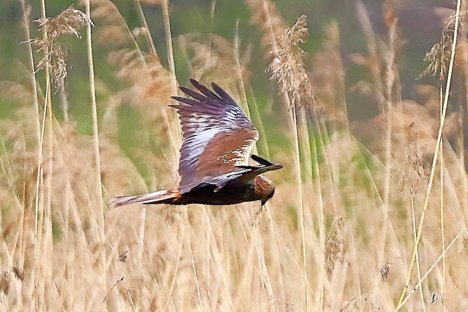 Falco di palude M 05 aprile 2025 - 0262