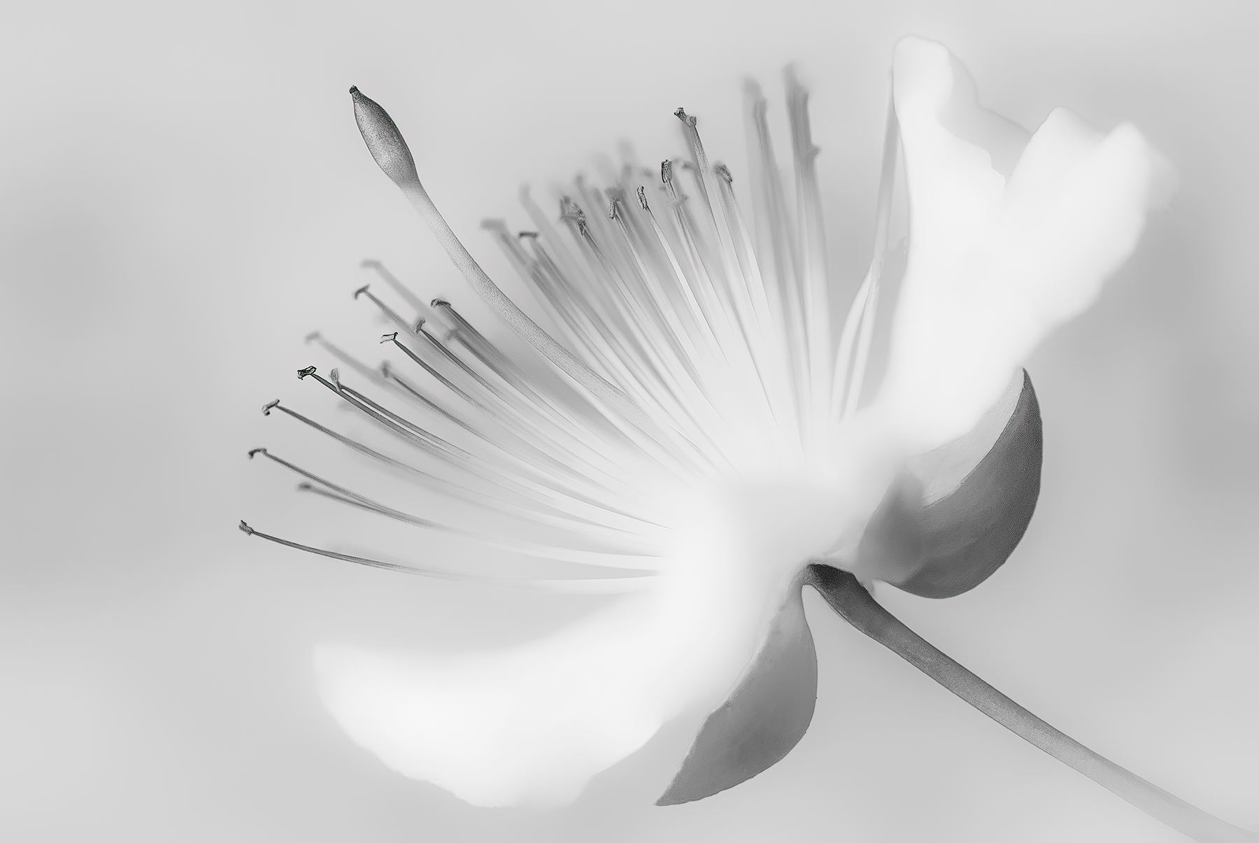 Un soffice fiore di cappero.