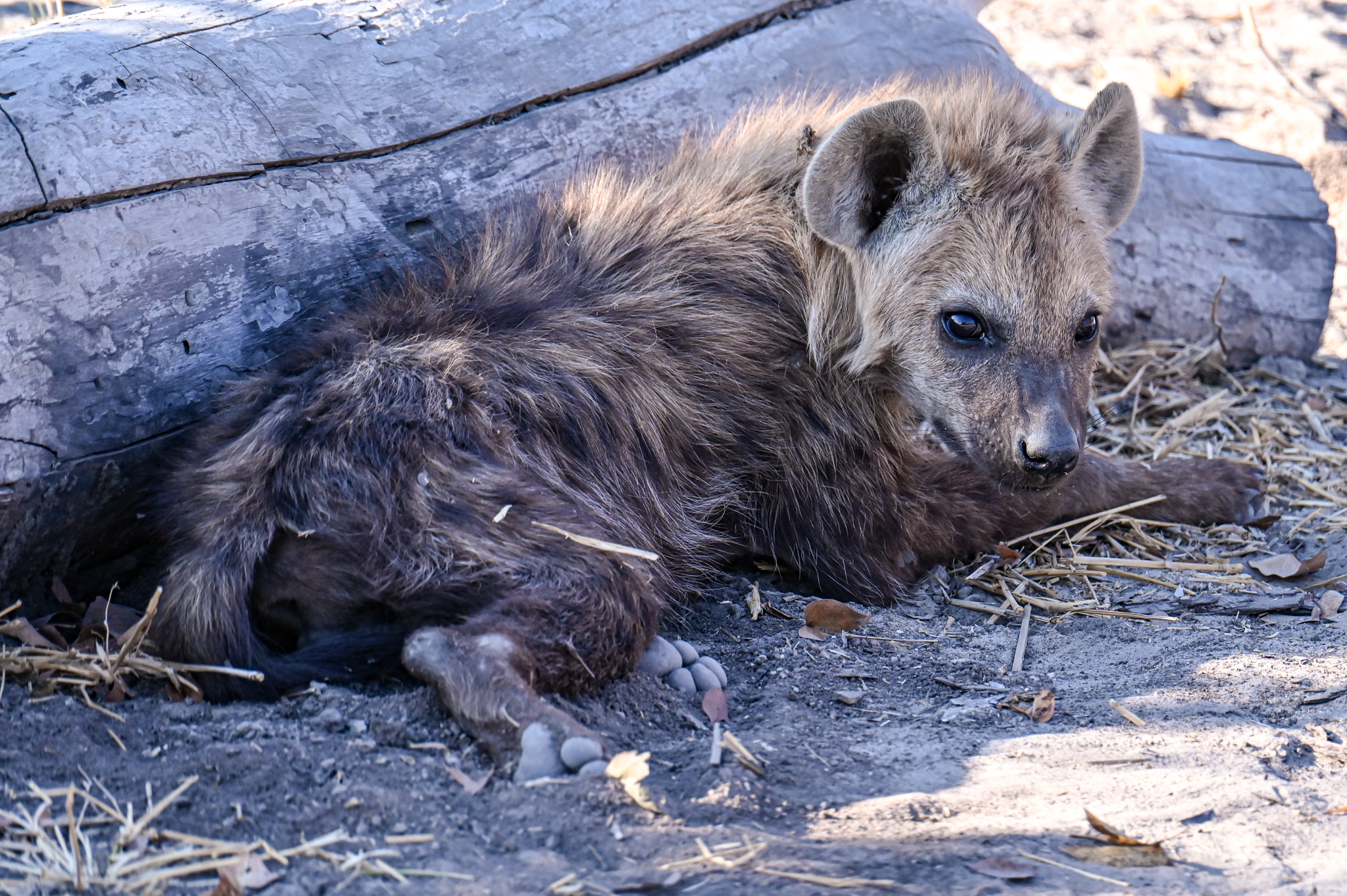 A tender hyena