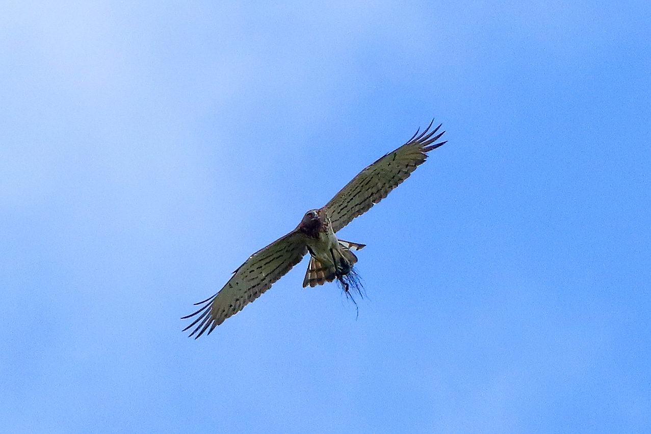 Biancone 17 aprile 2025 - 0078