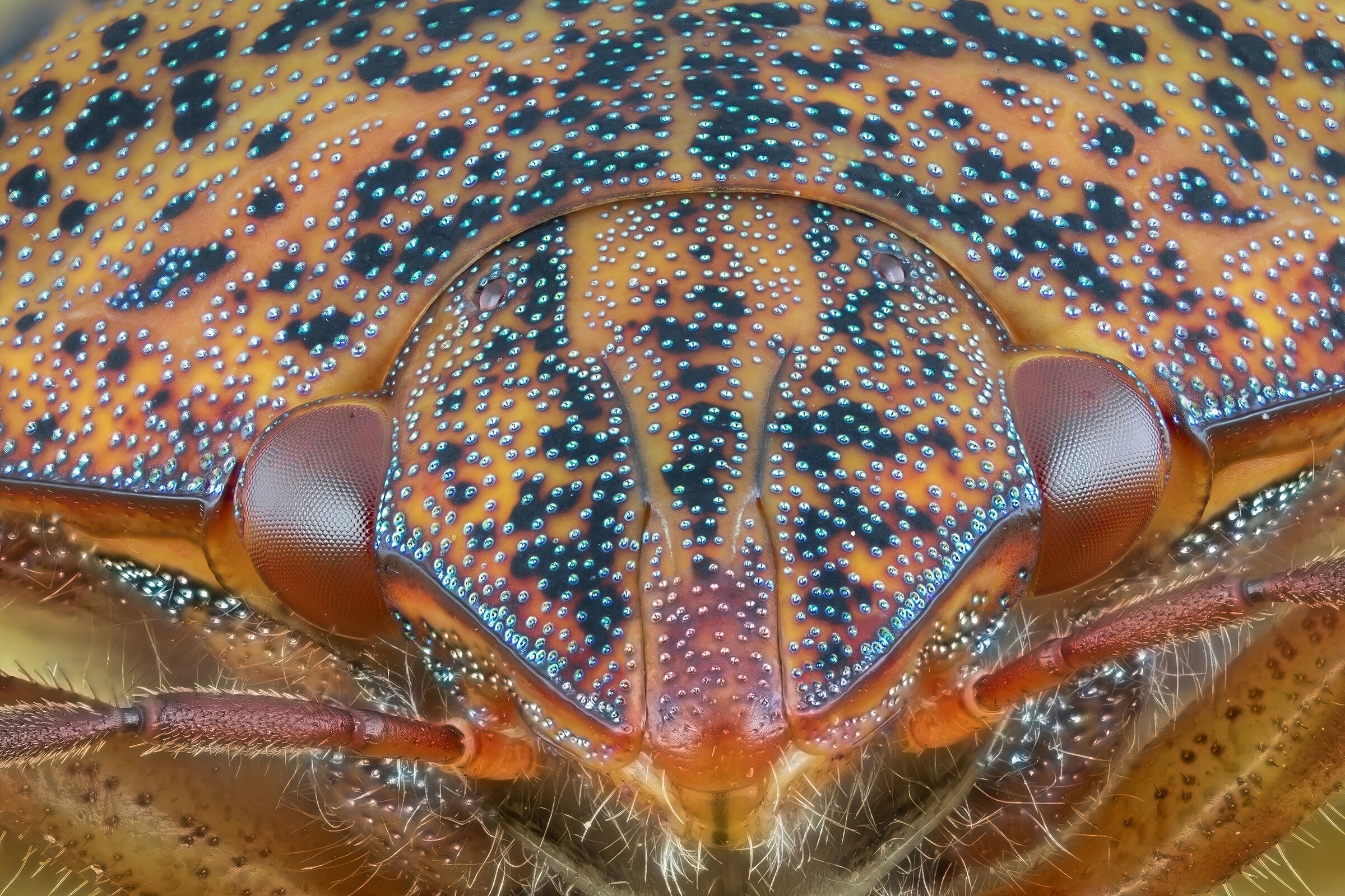 Solenosthedium bilunatum