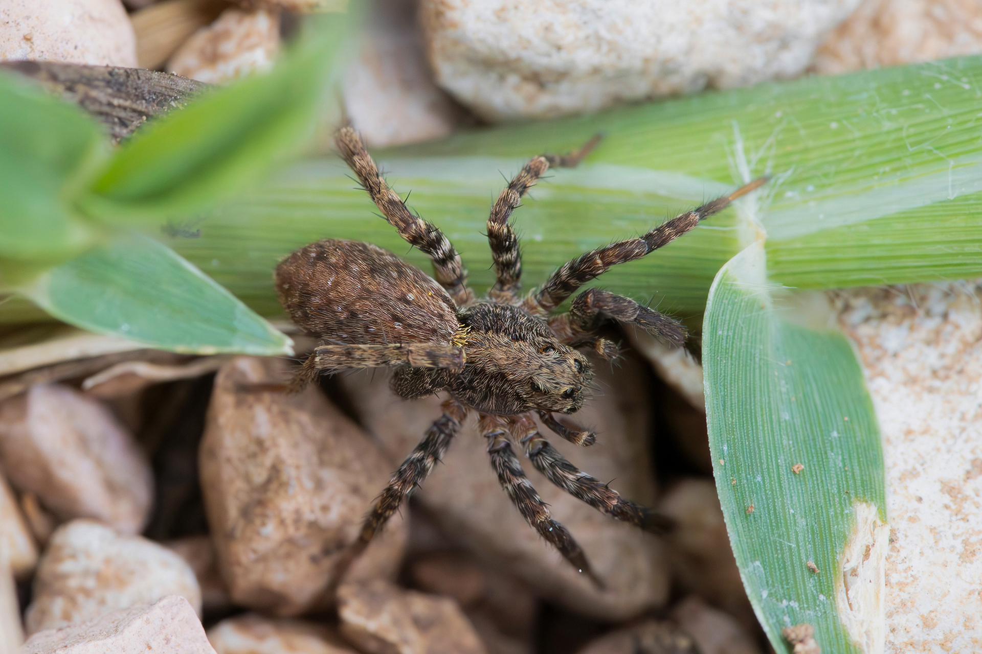 Young wolf spider