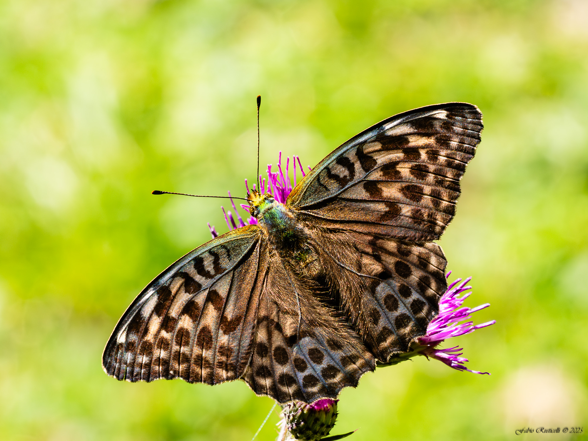 Argynnis paphia