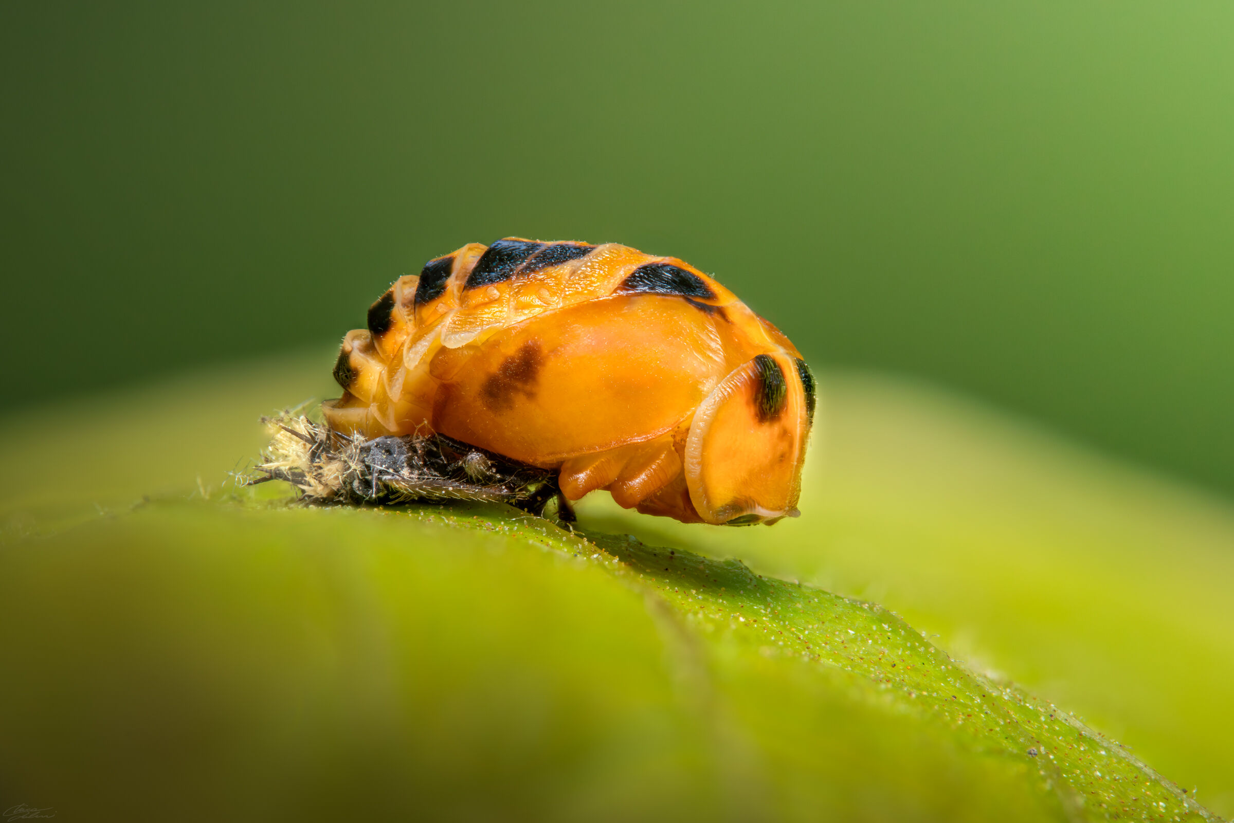 Metamorfosi di una coccinella