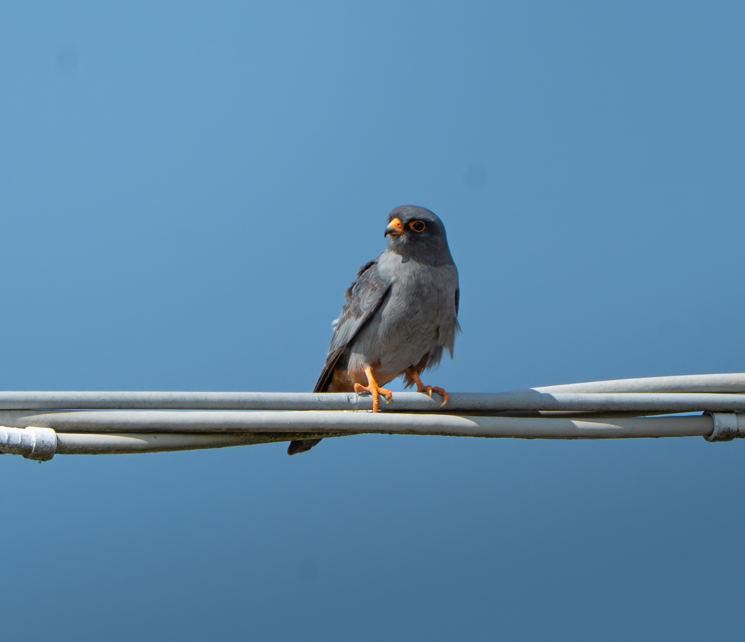 Falco cuculo
