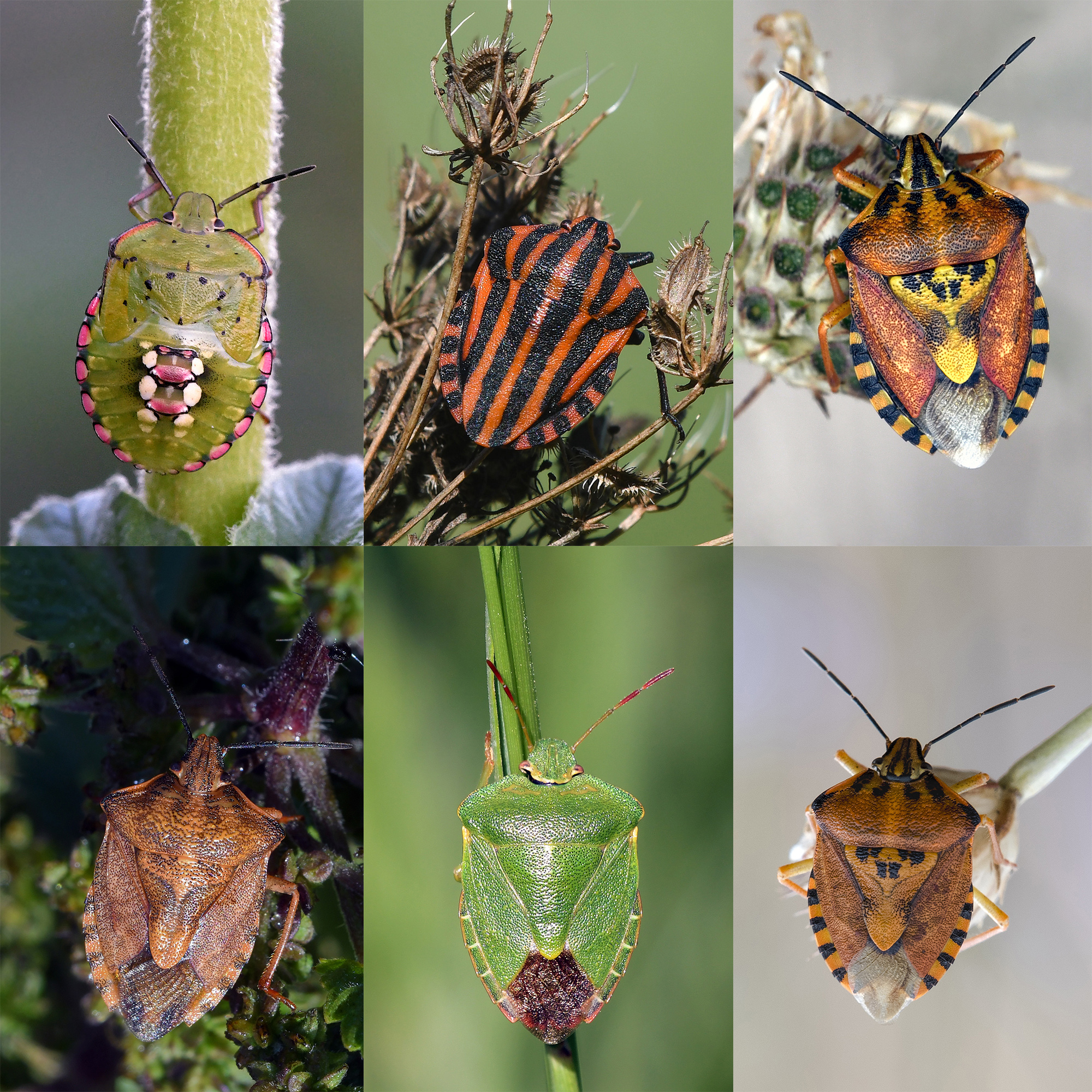 United colors of bugs