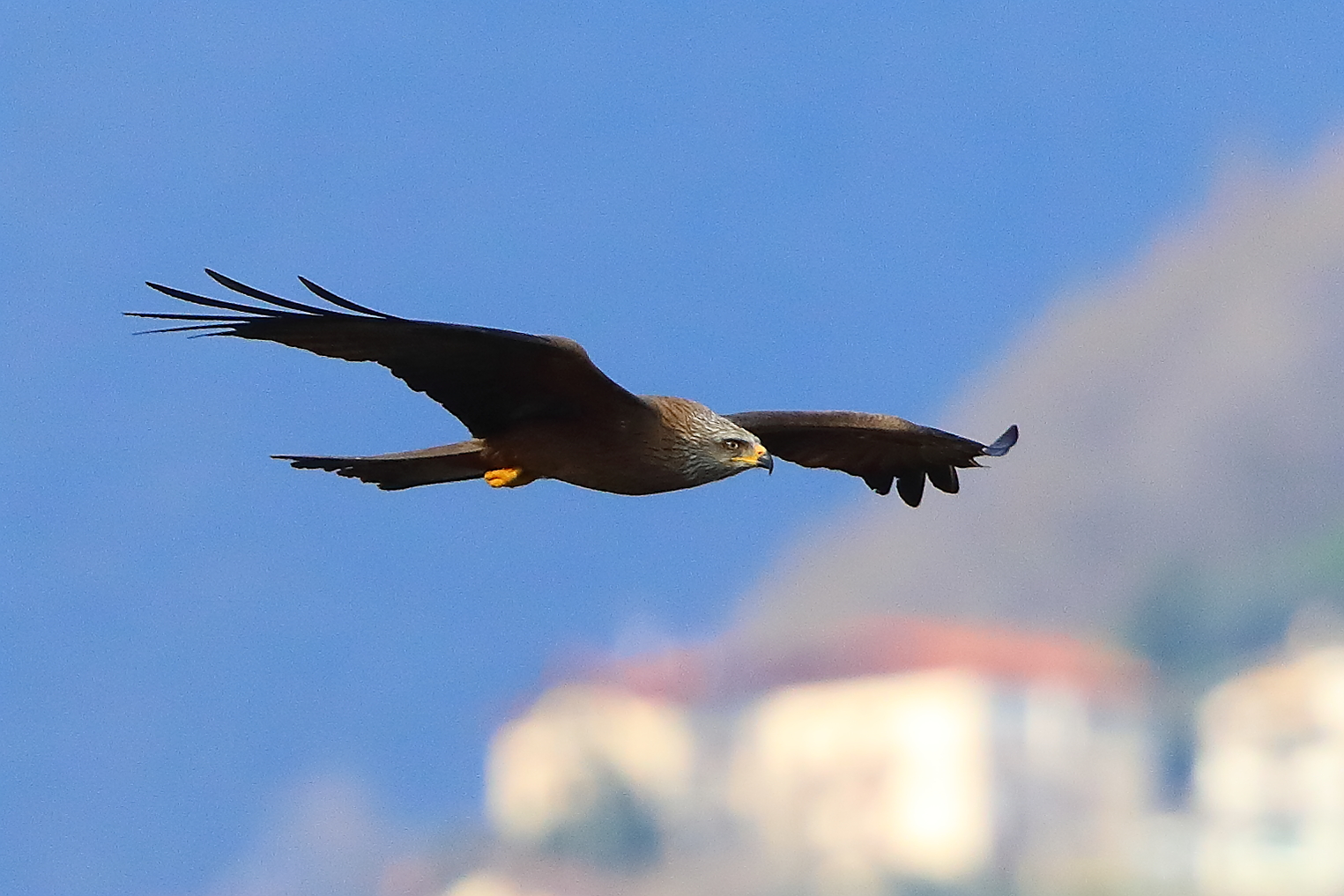 Nibbio bruno 29 marzo 2025 - 0327