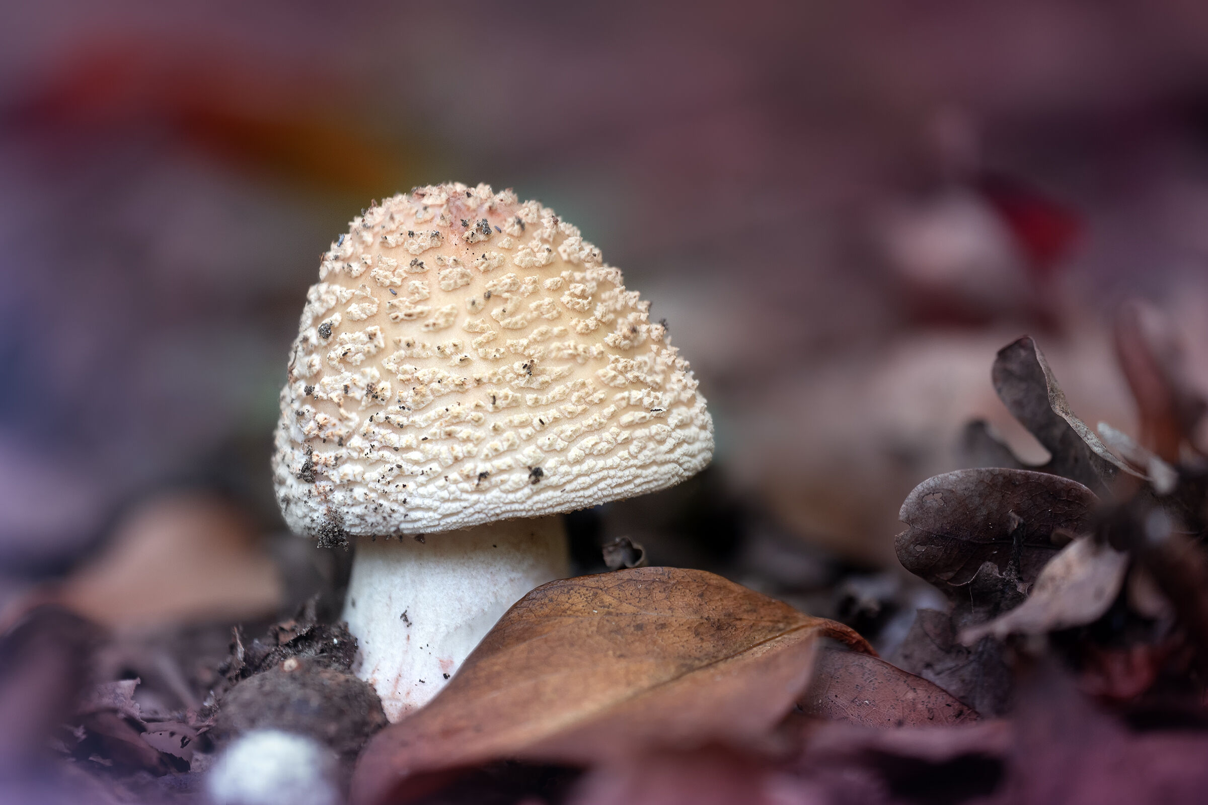 Amanita rubescens