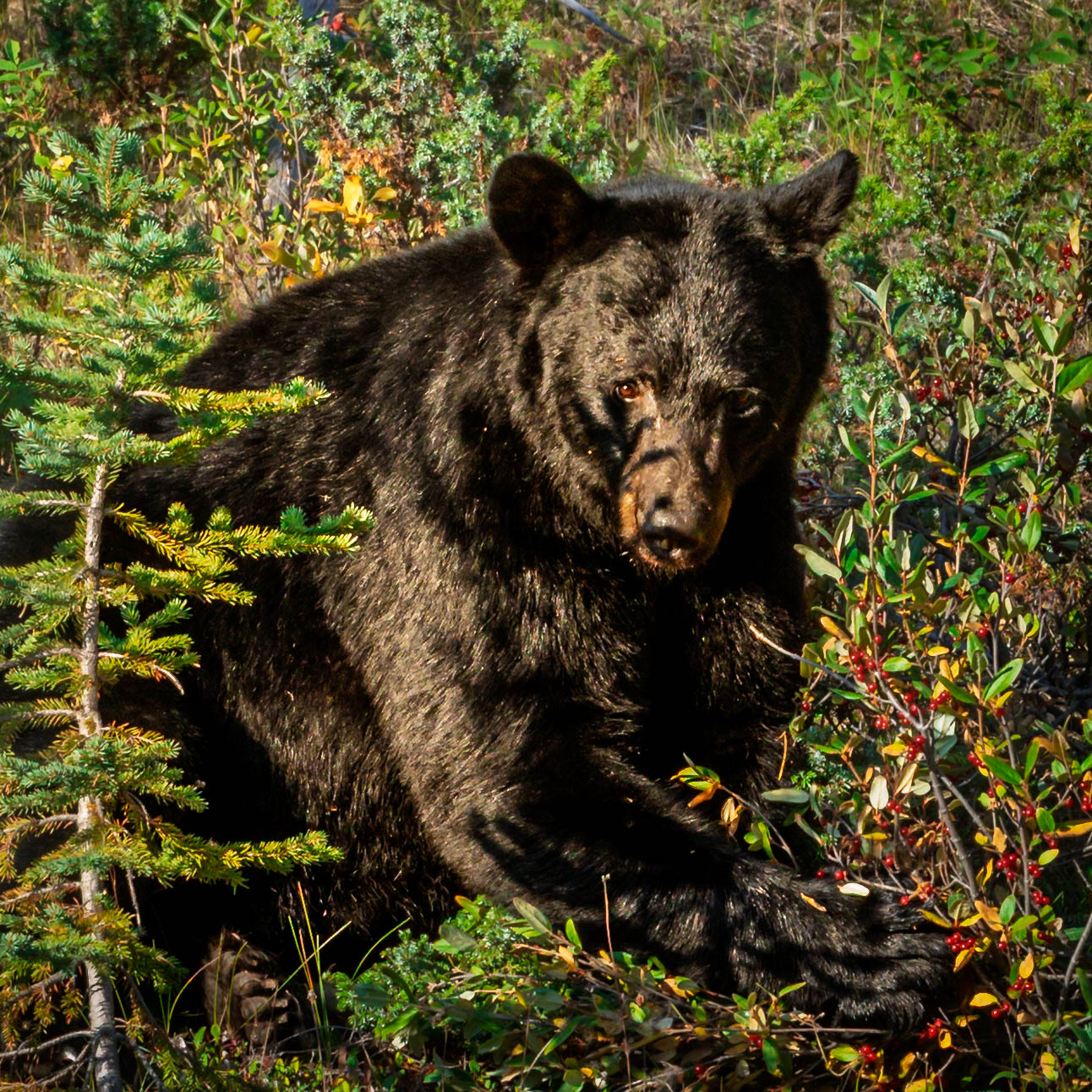 Orso nero