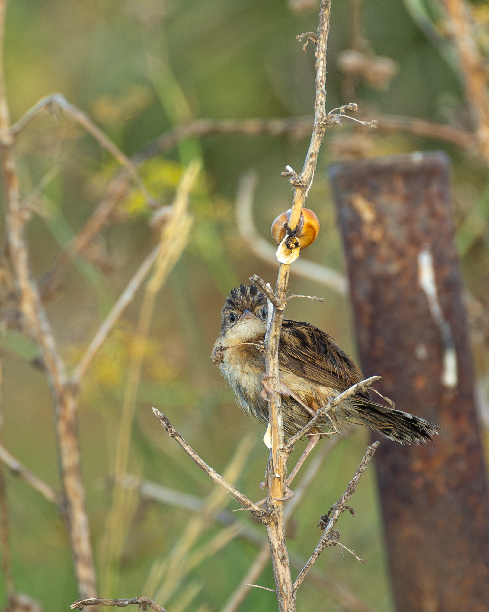 beccamoschino e lumaca