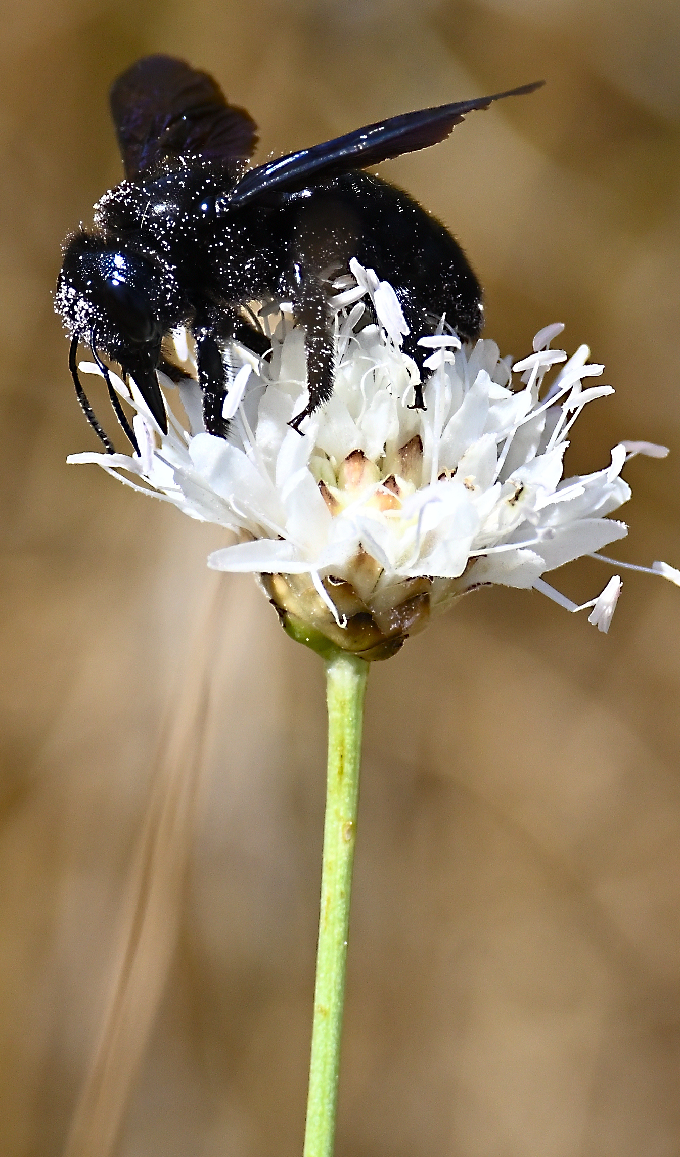 Un bagno nel polline