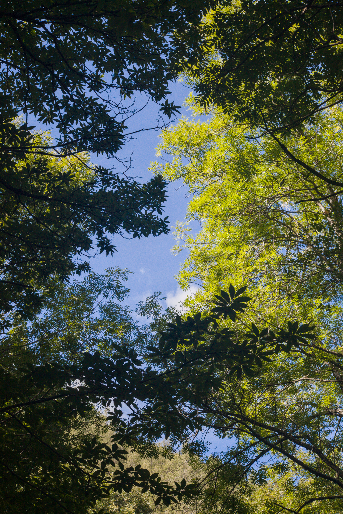 Foresta al dilà dello Stura, Chialamberto, Breno