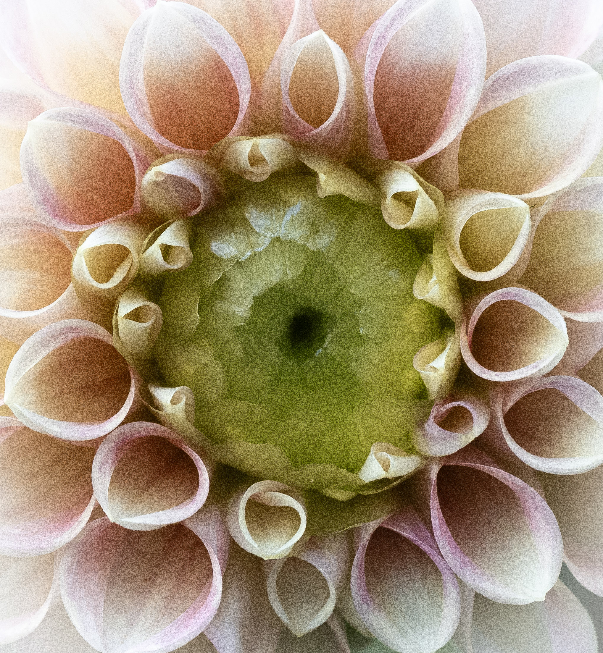 the eye of the Dahlia