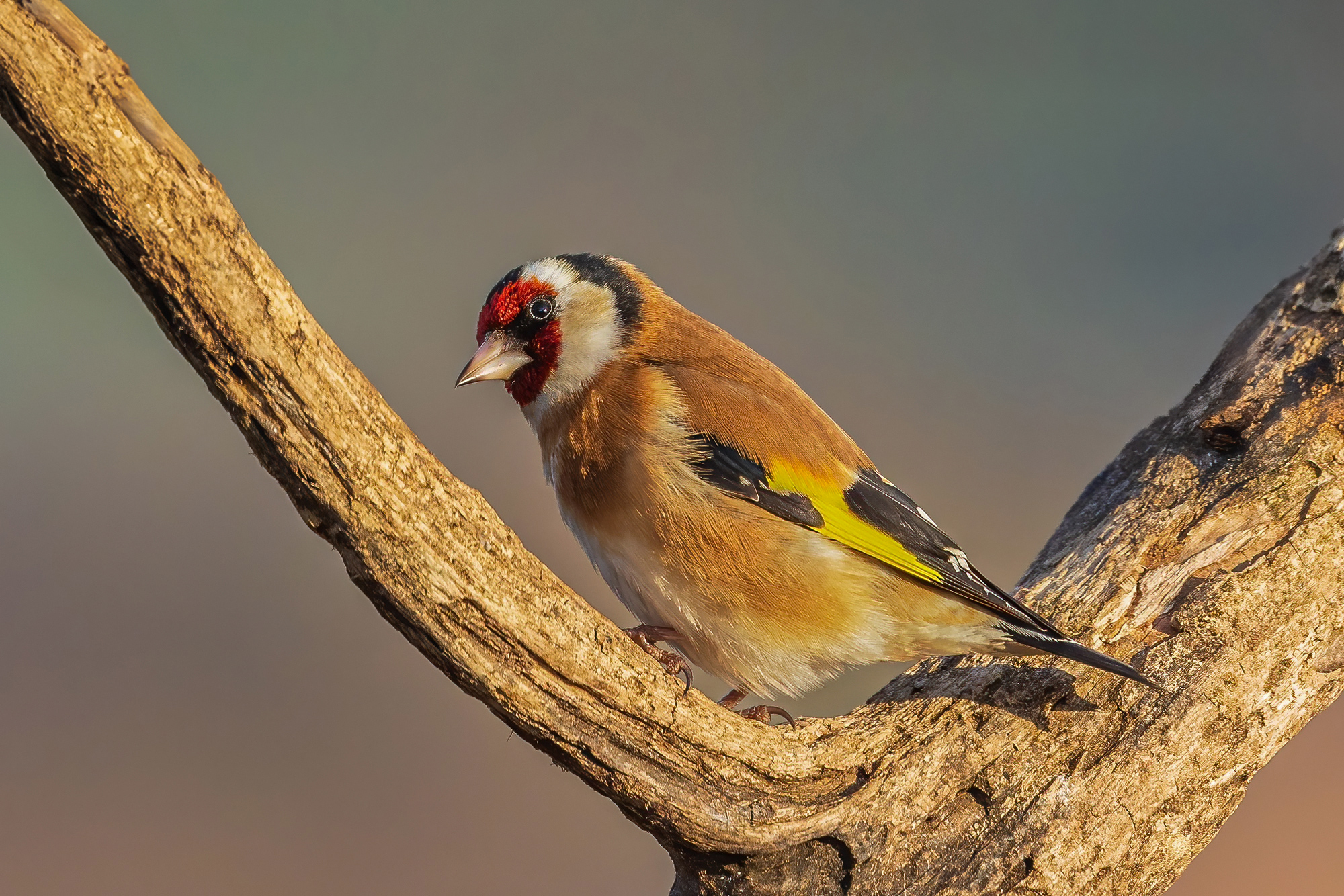 Goldfinch