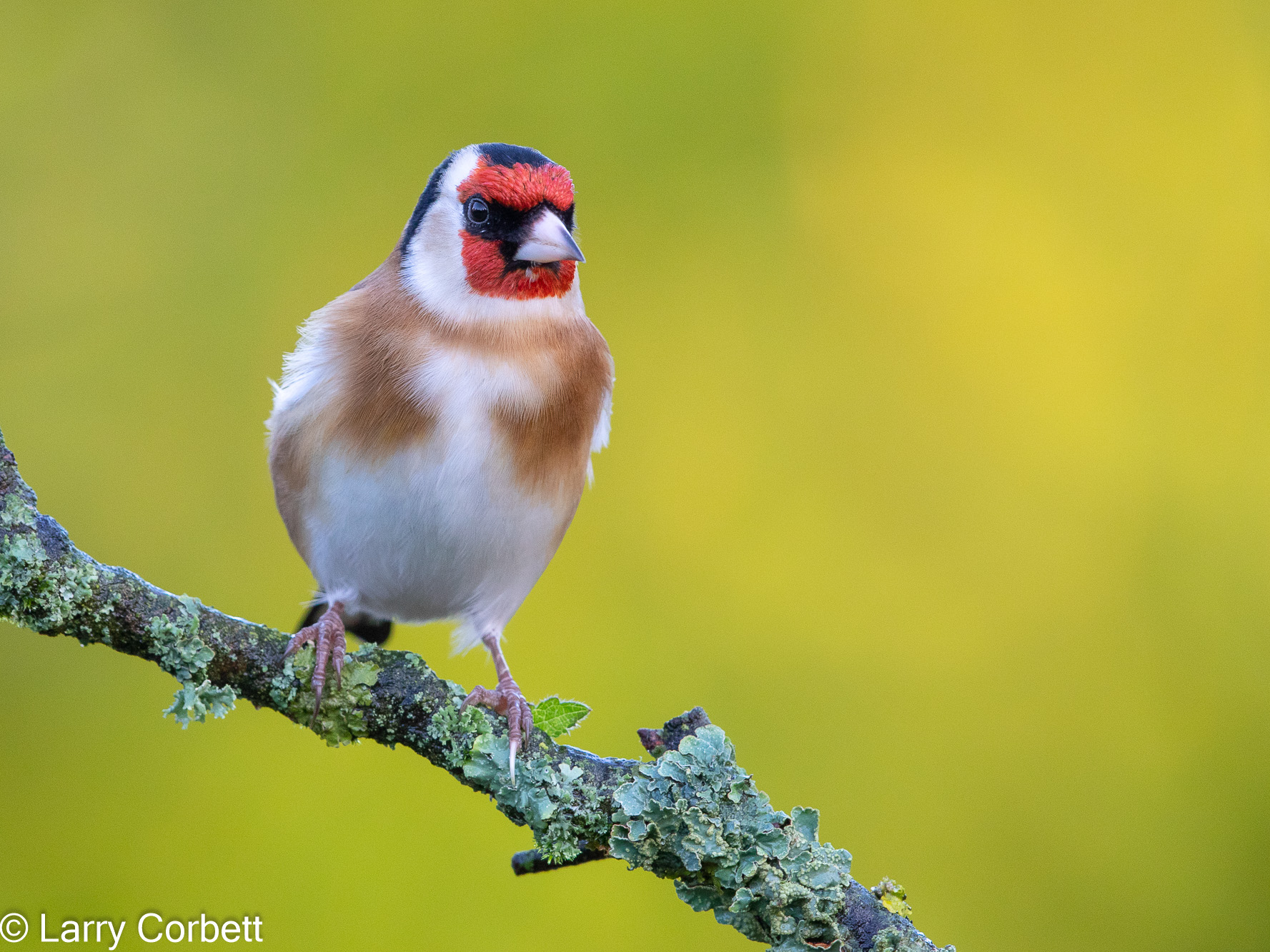 Goldfinch