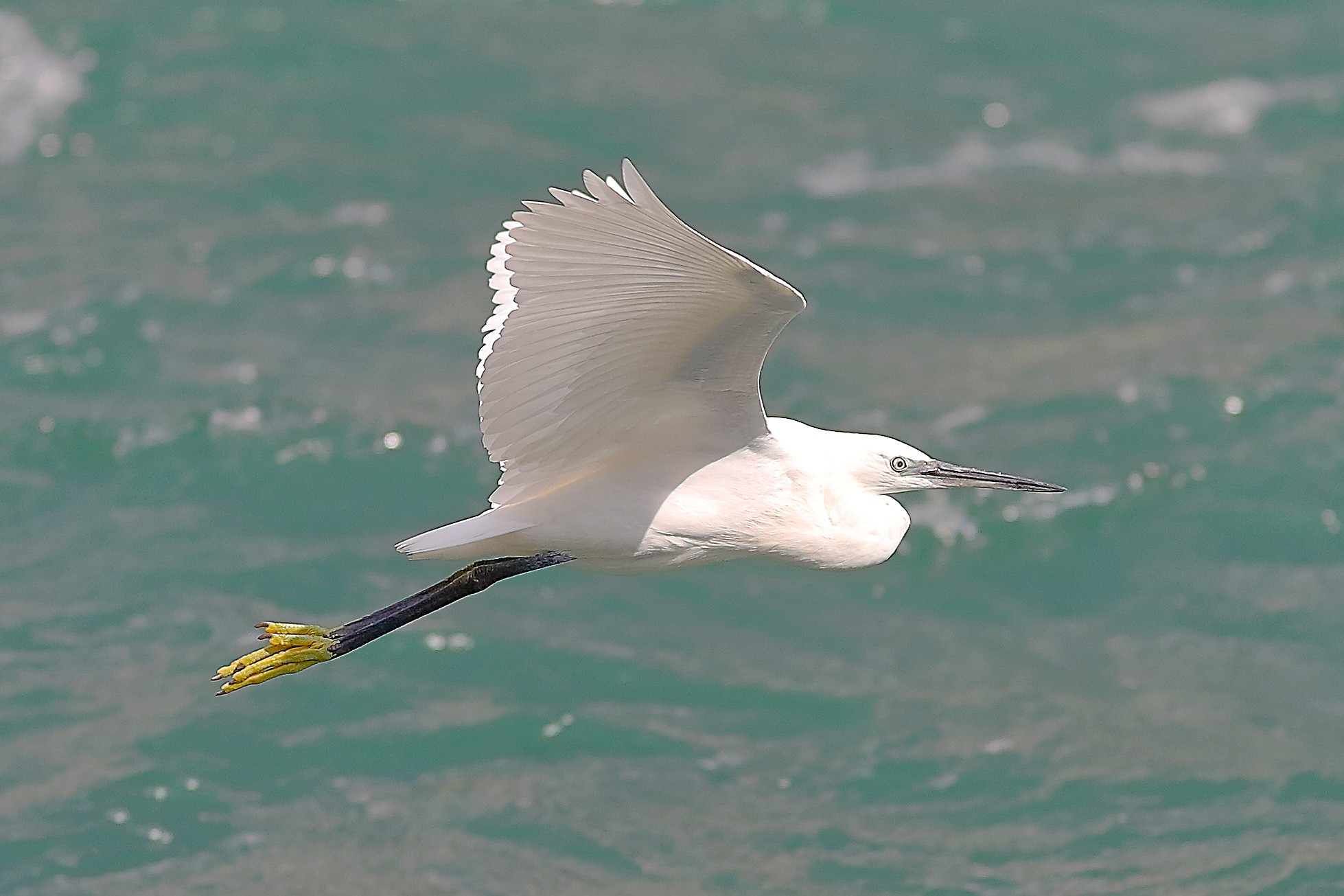 Garzetta settembre 2025 - 0042