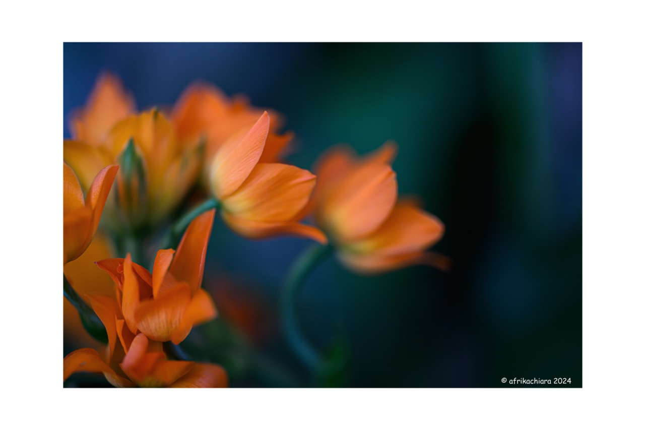 La bellezza dei colori smaglianti