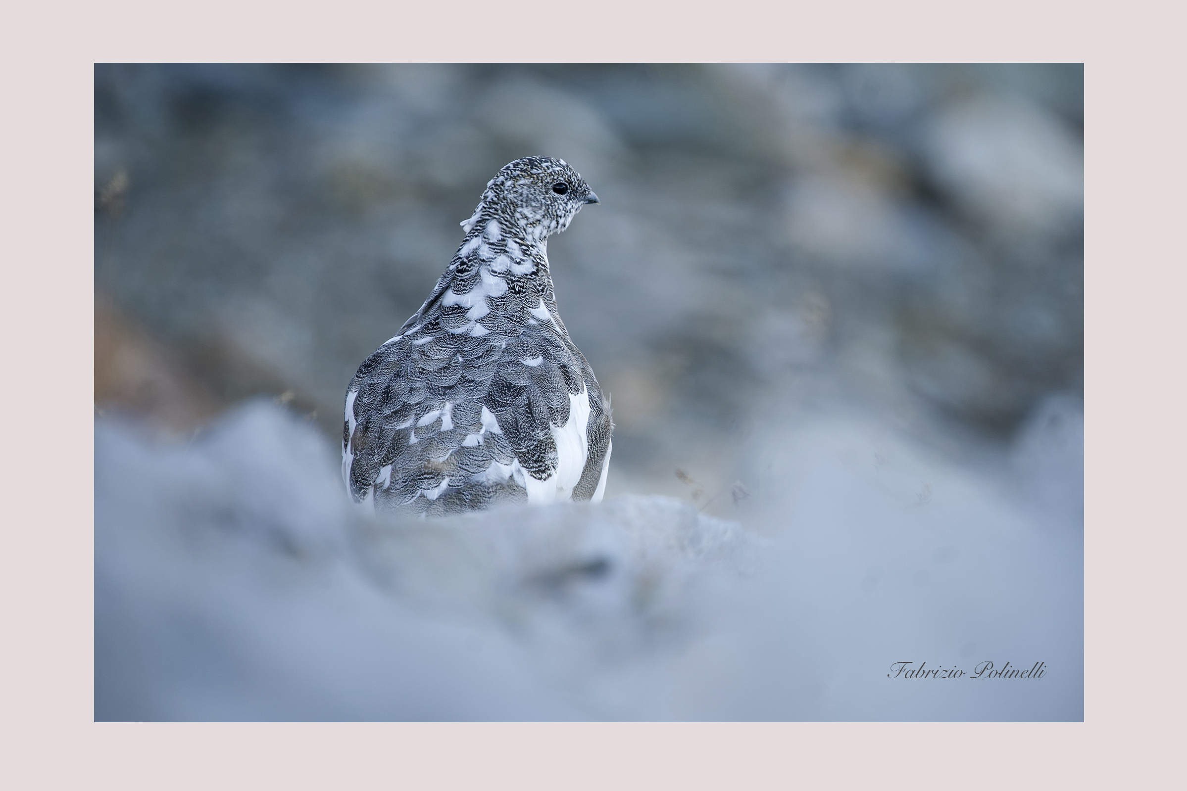 Partridge in moulting