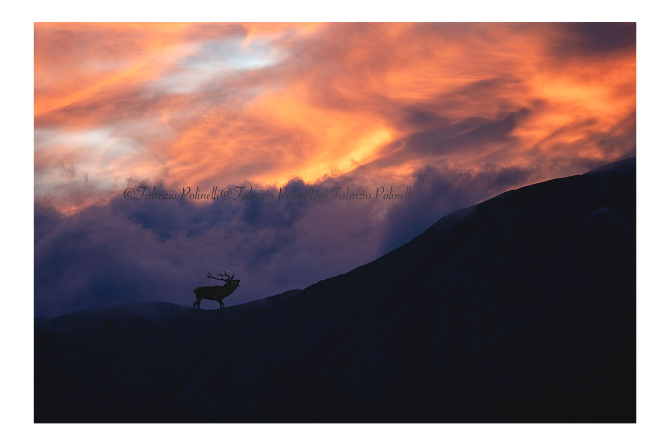 Fiery roar