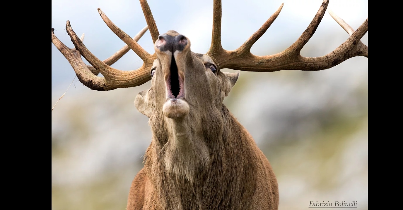 Roar