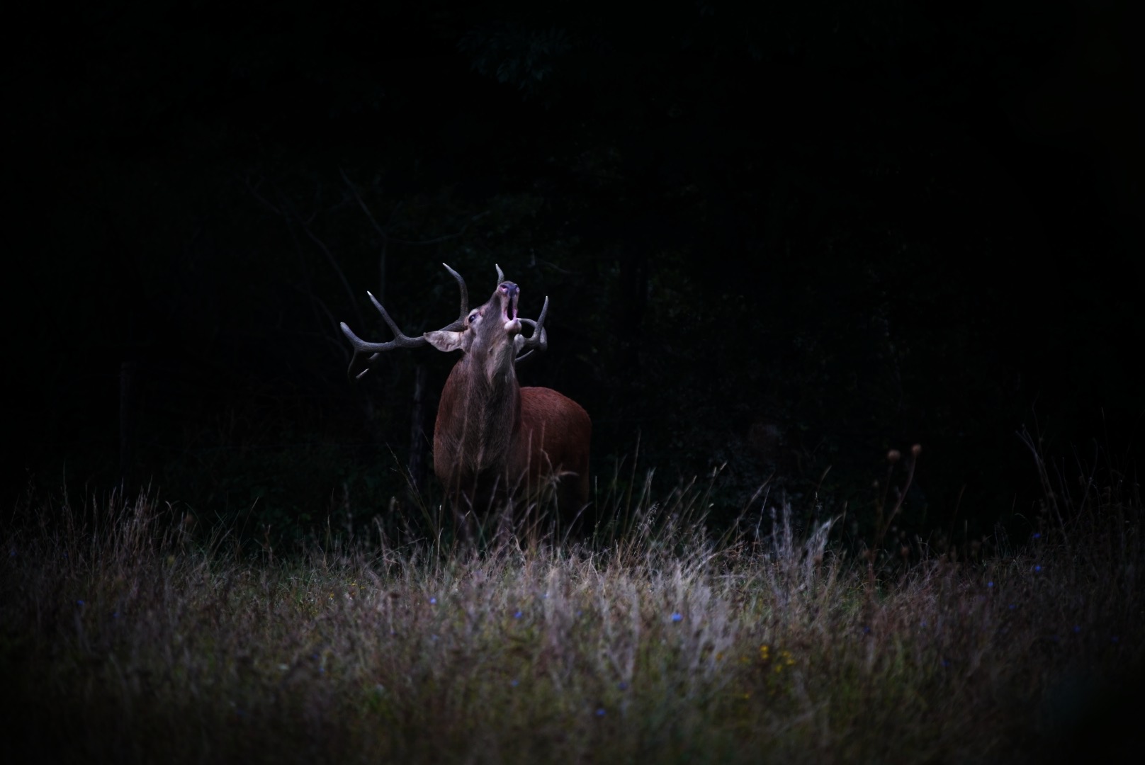 The roar of the deer