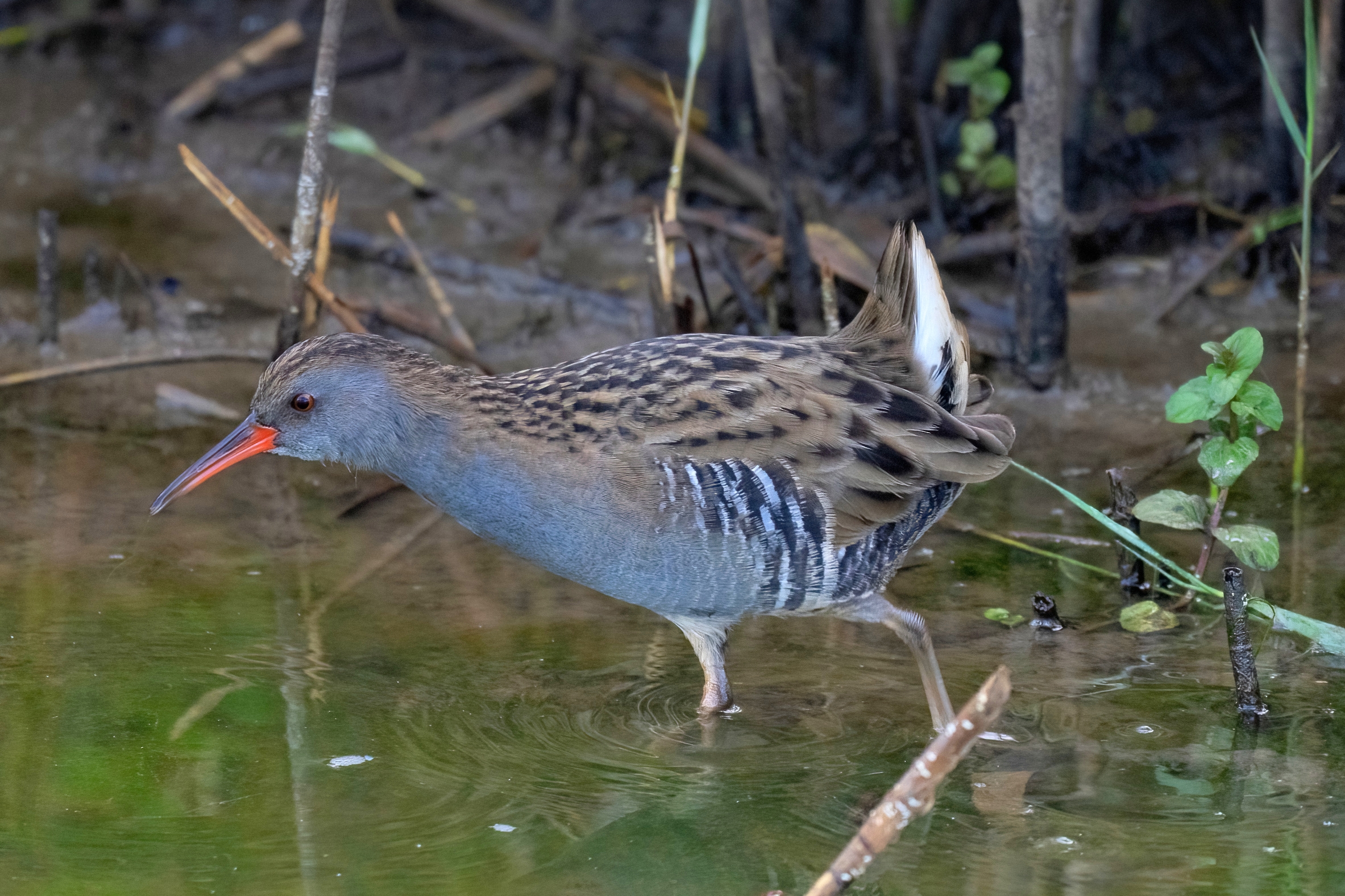 Porciglione (Rallus aquaticus)