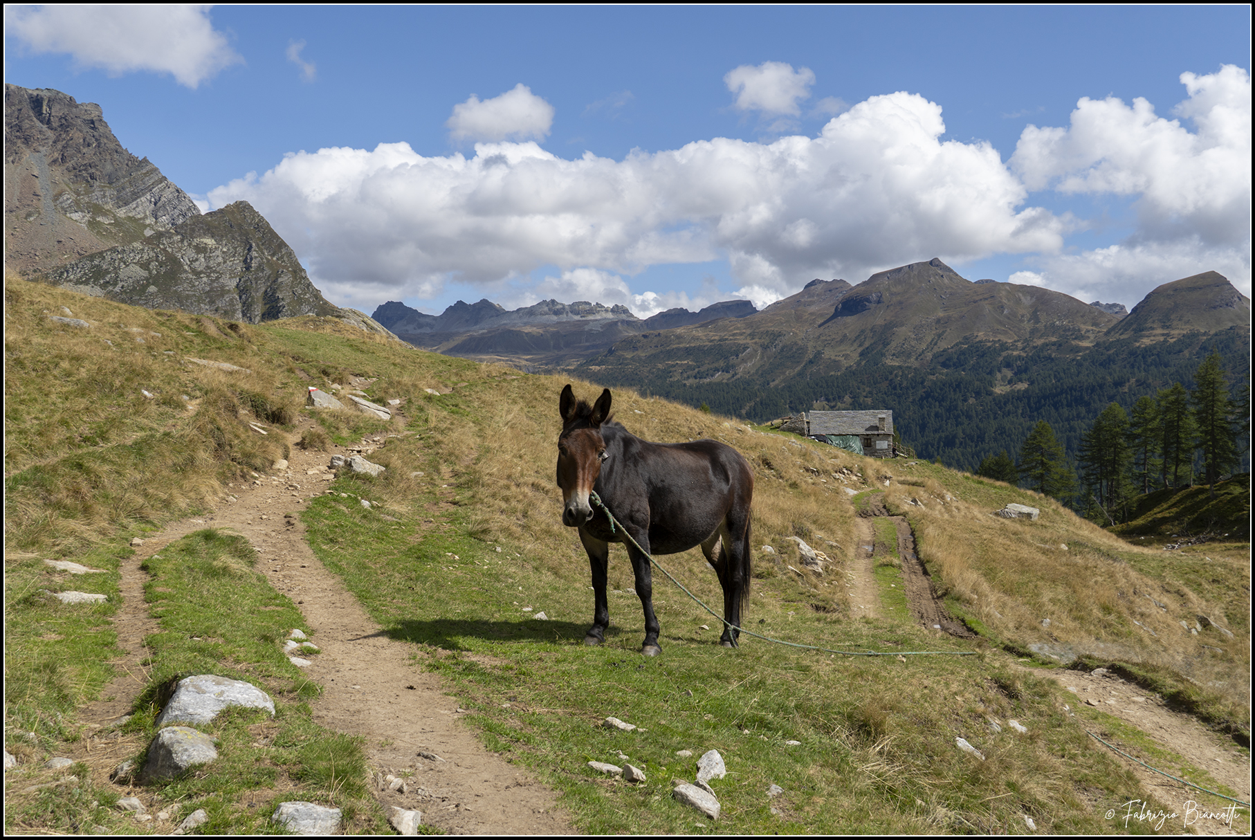 The guardian of the path