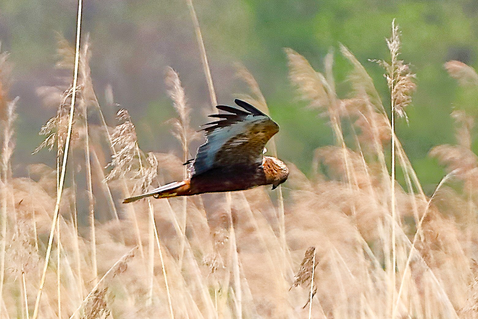 Falco di palude M 05 aprile 2025 - 0263