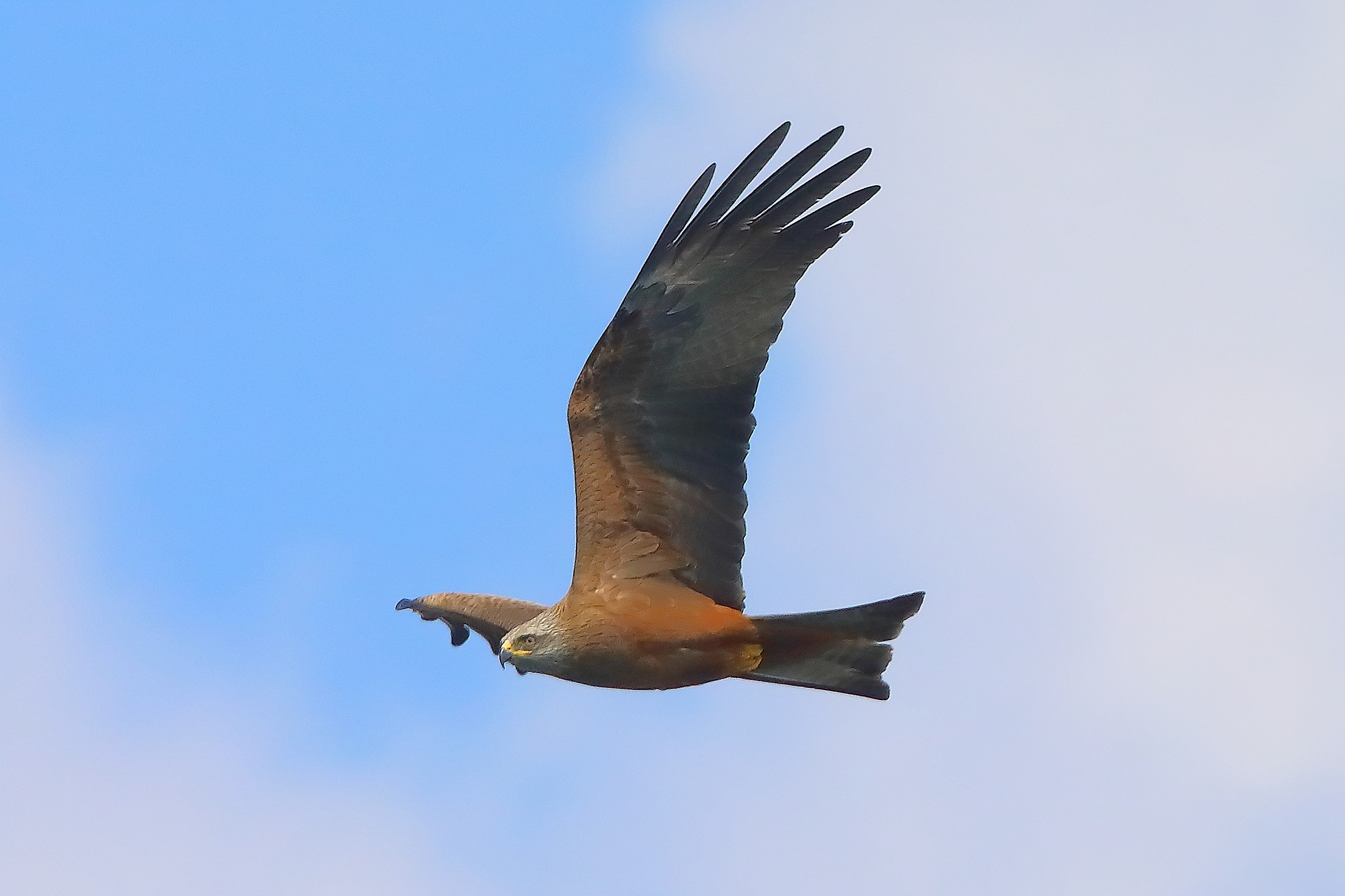 Nibbio bruno 04 aprile 2025 - 0134