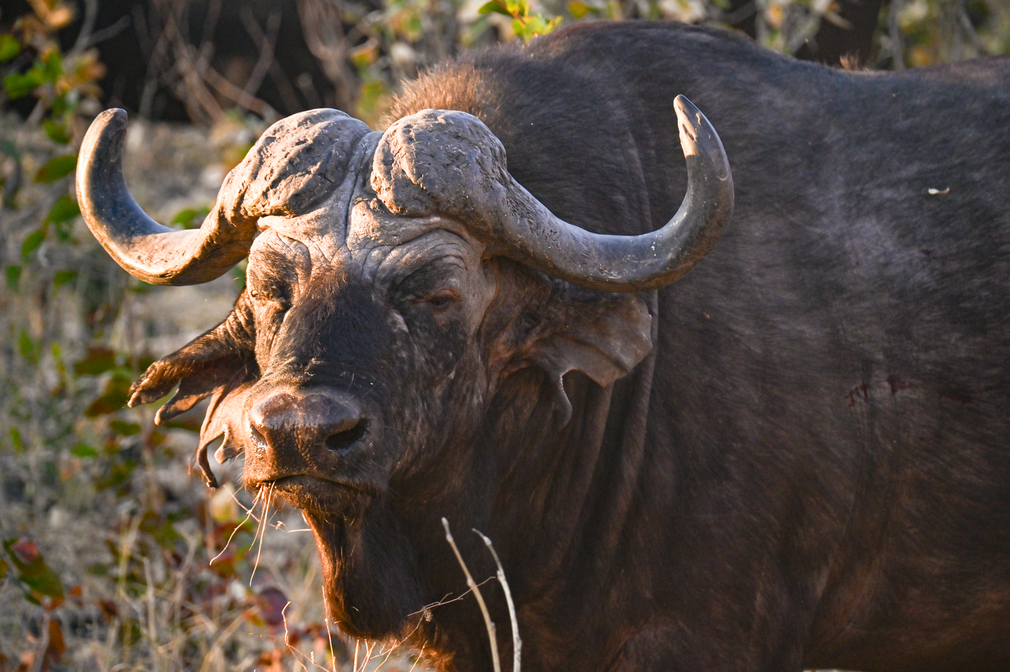 chewing buffalo