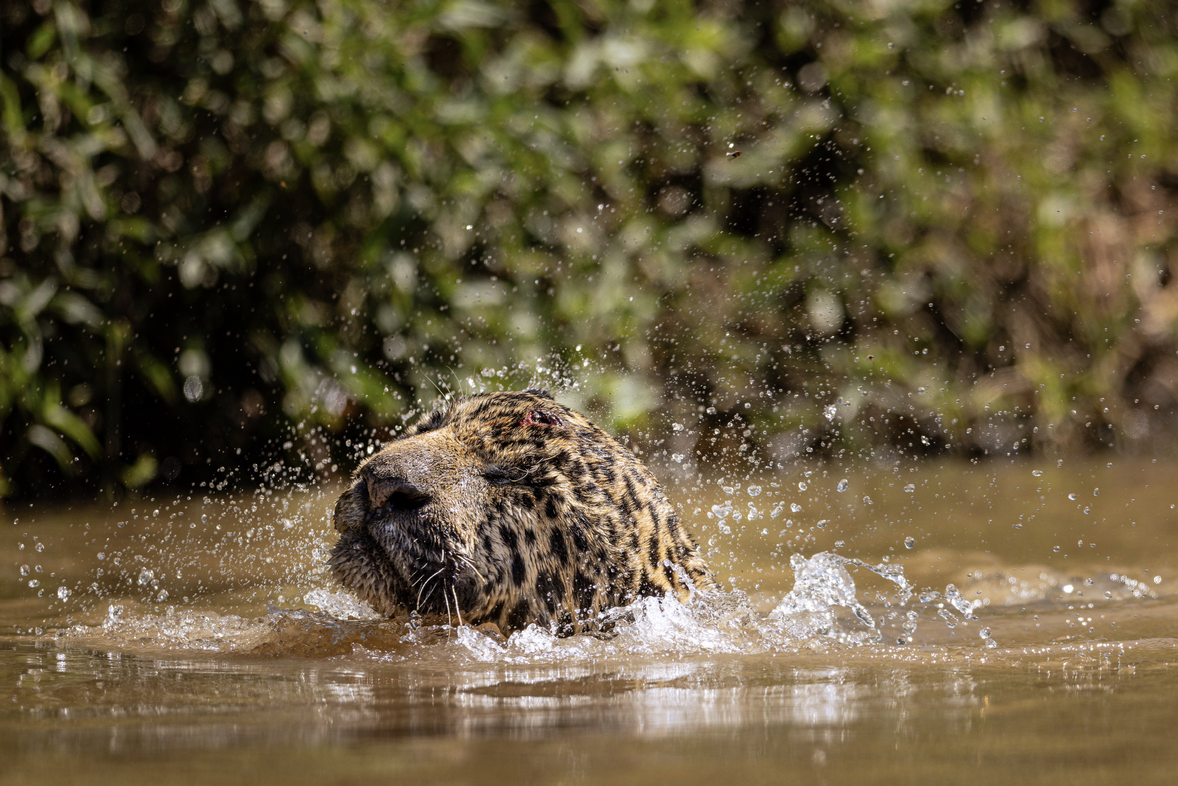 Panthera onca