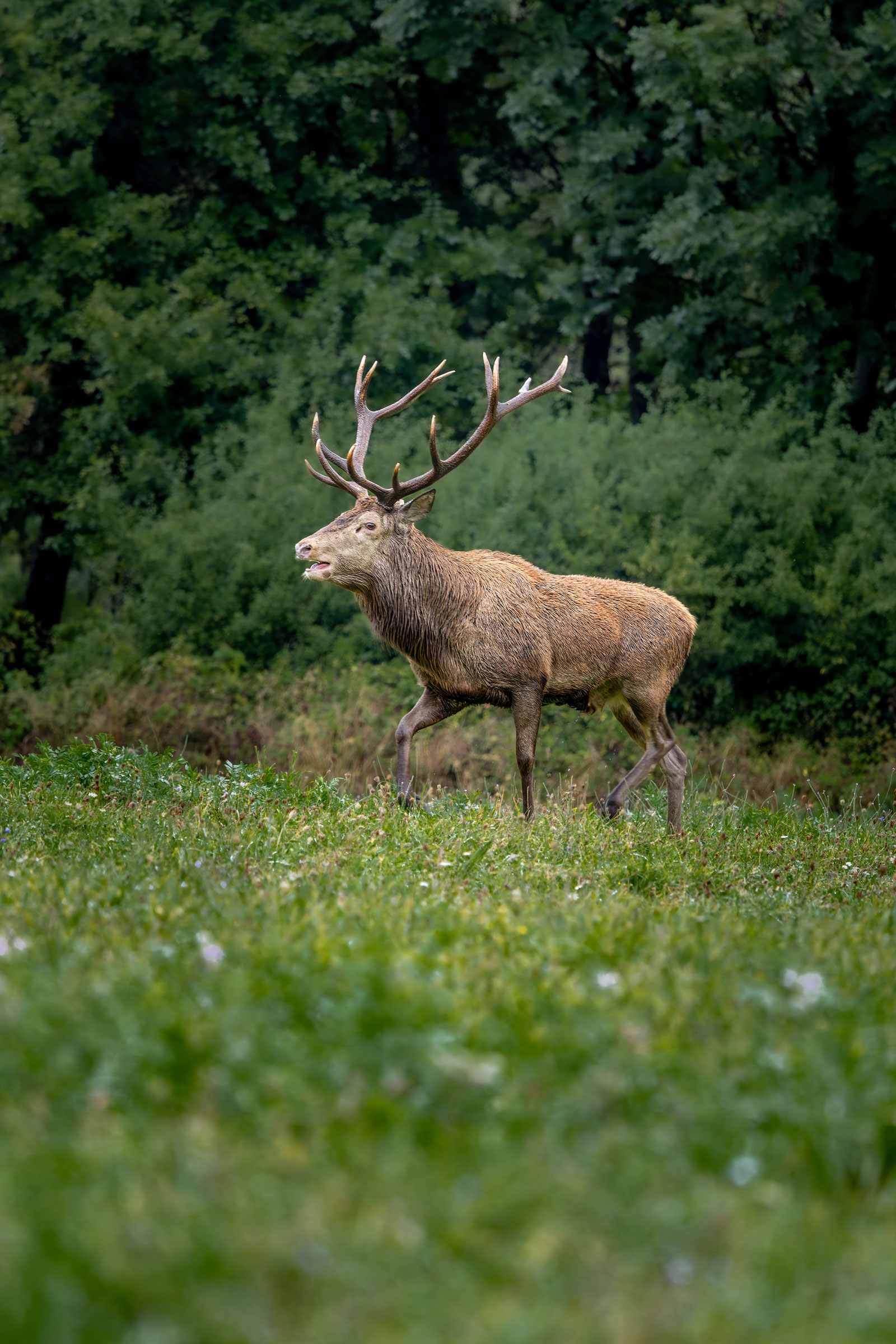 Il re del bosco
