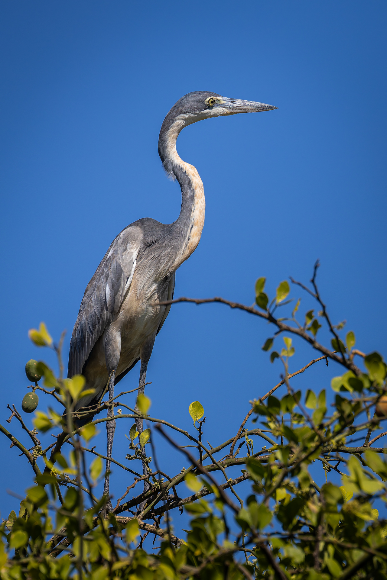 Airone nel Serengeti