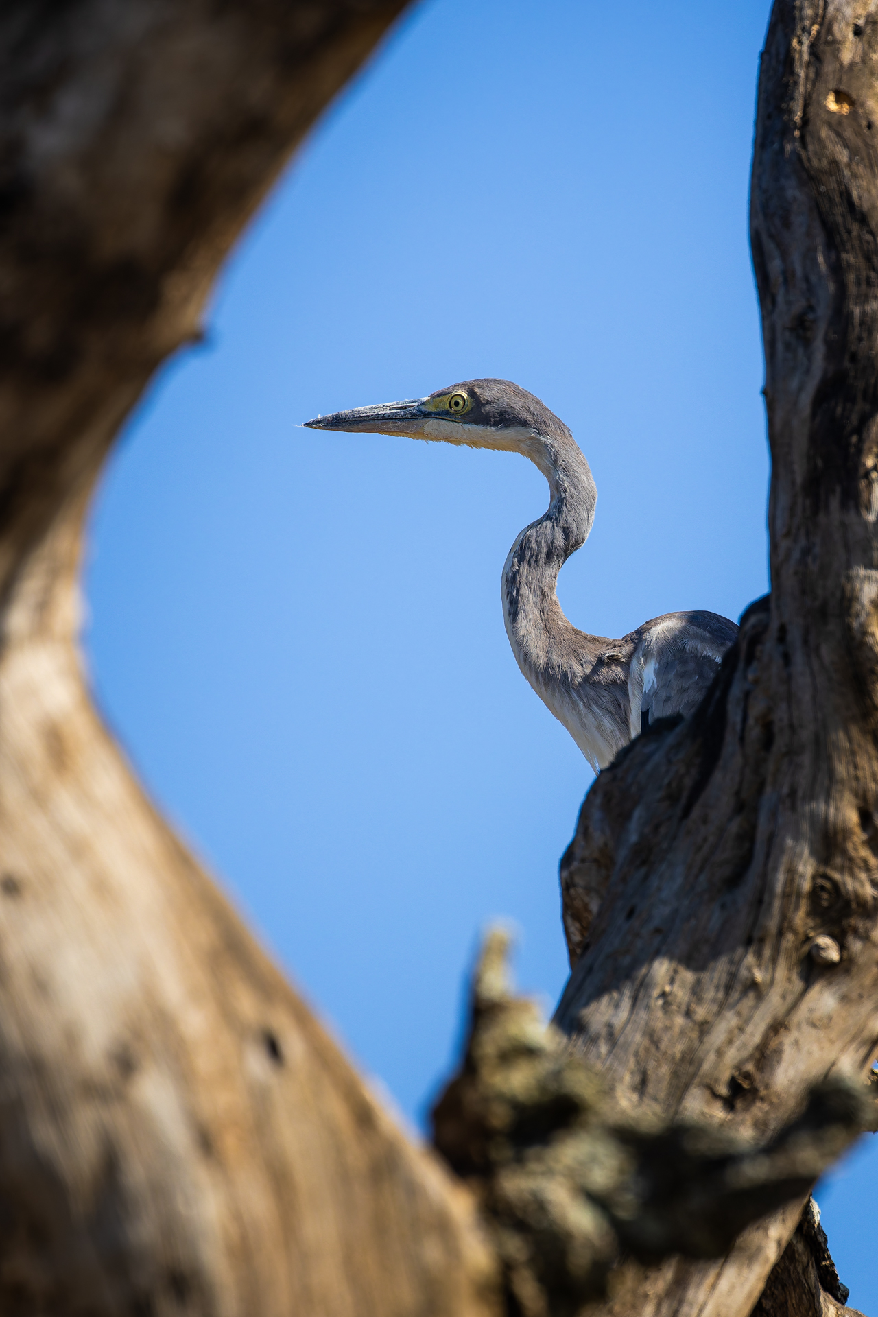 Airone nel Serengeti