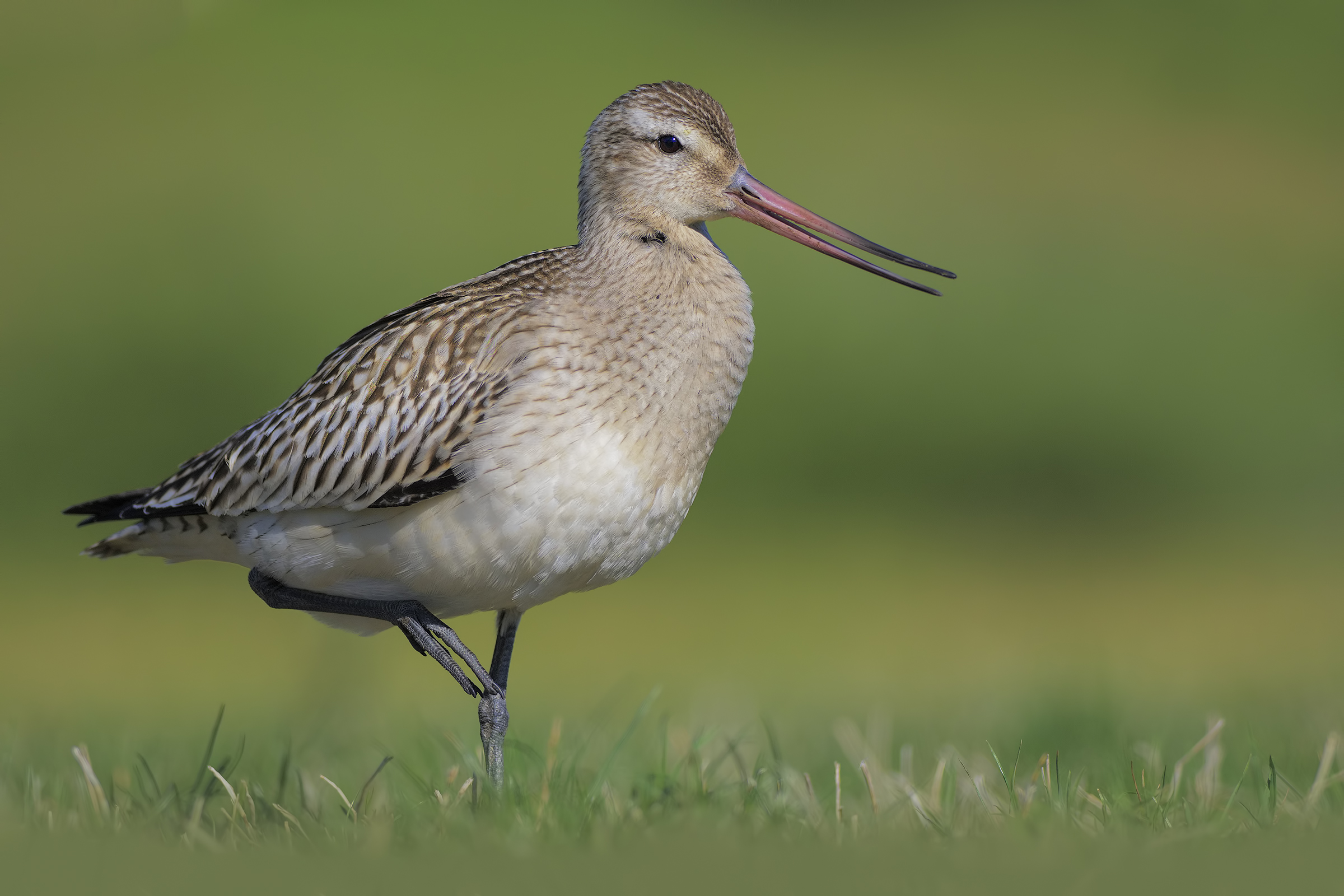 Bar-tailed godwit