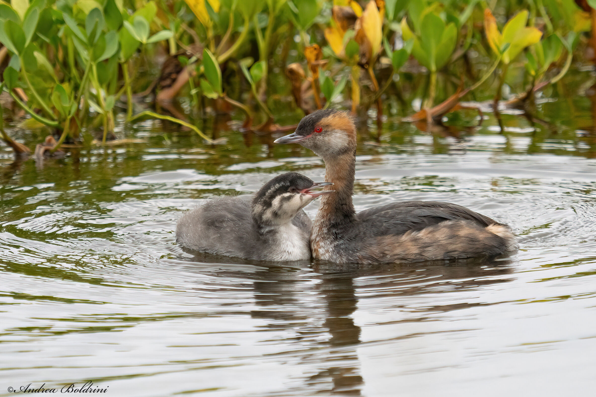 Horned grebe