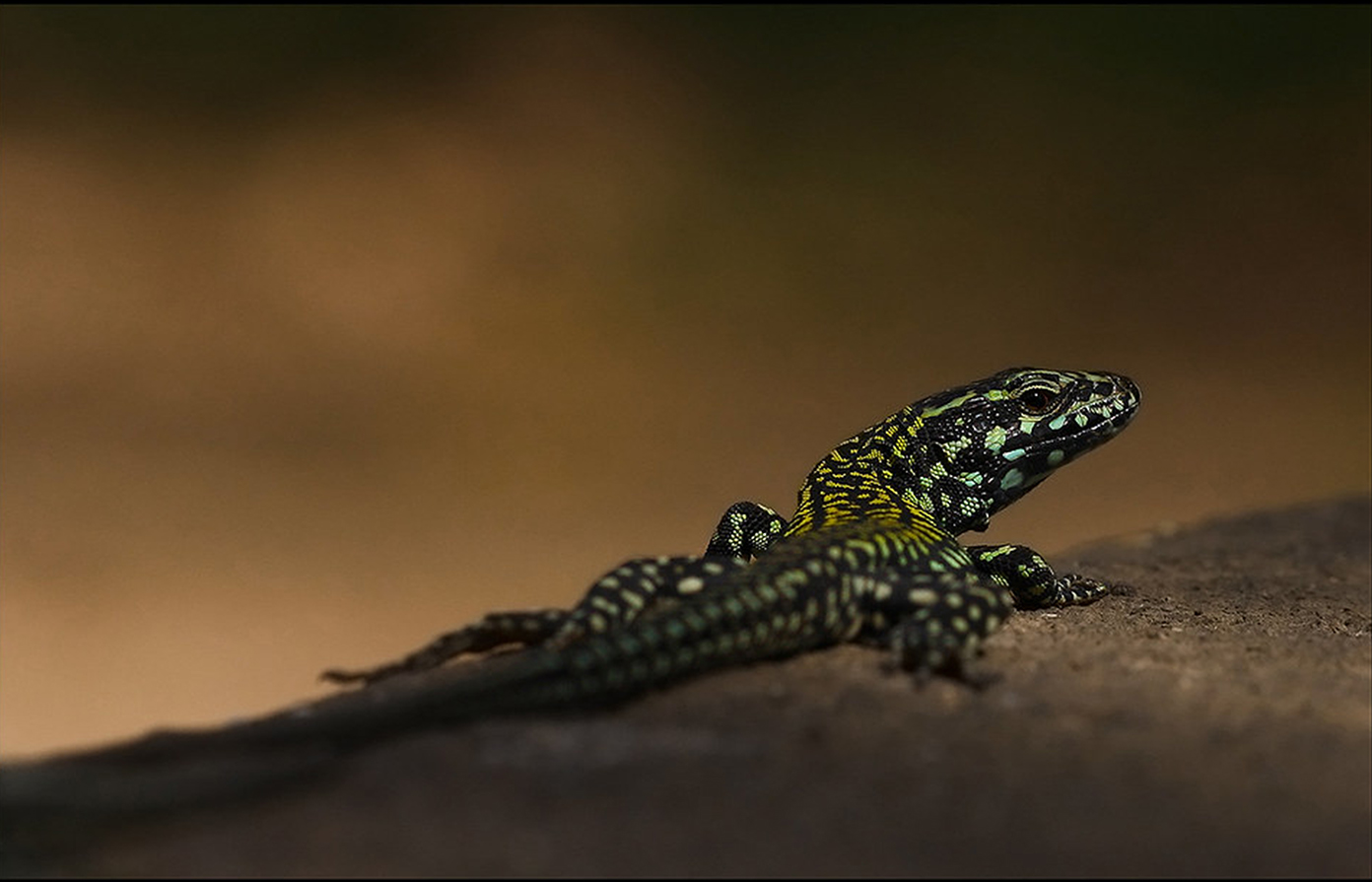 Lizard