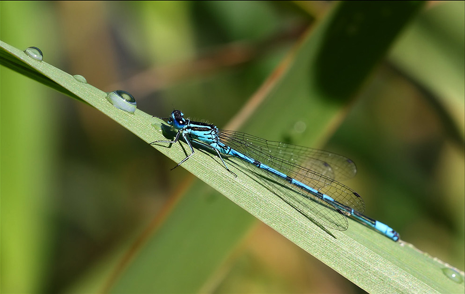 Damselfly