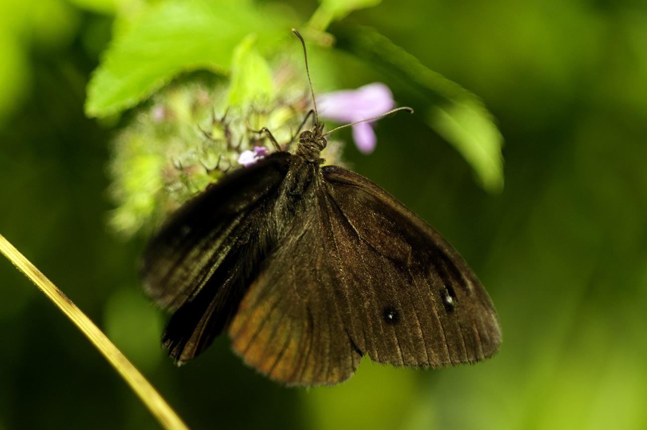 Common butterfly