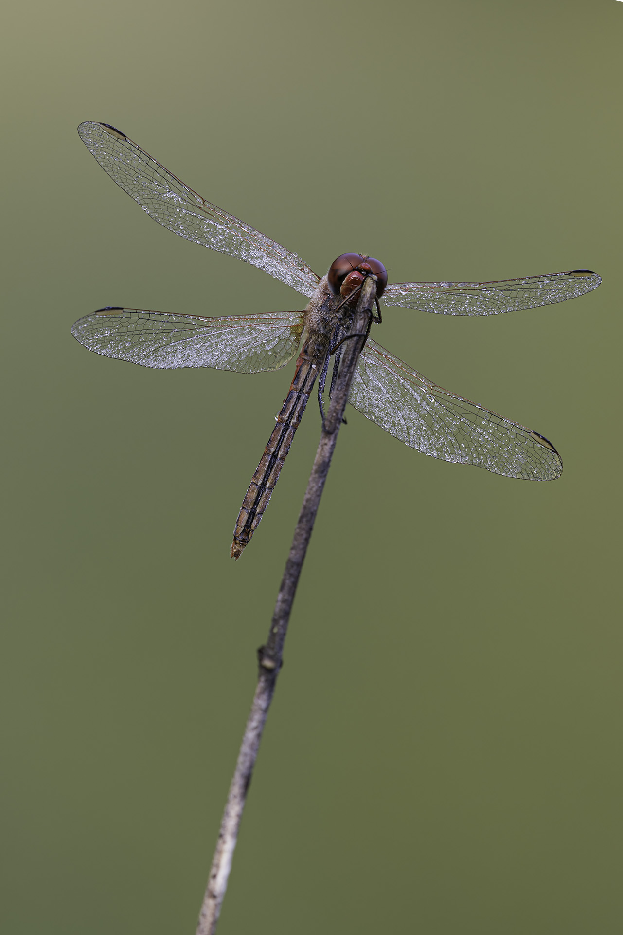 Dragonfly