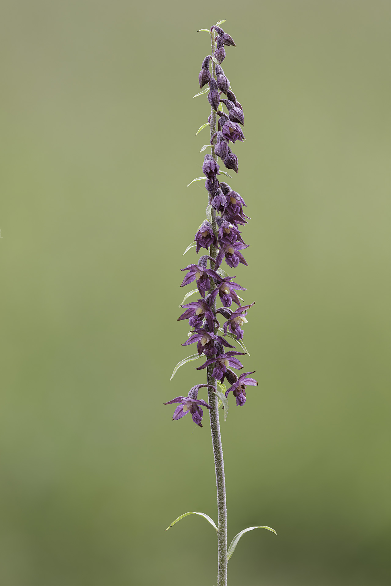 Epipactis atrorubens