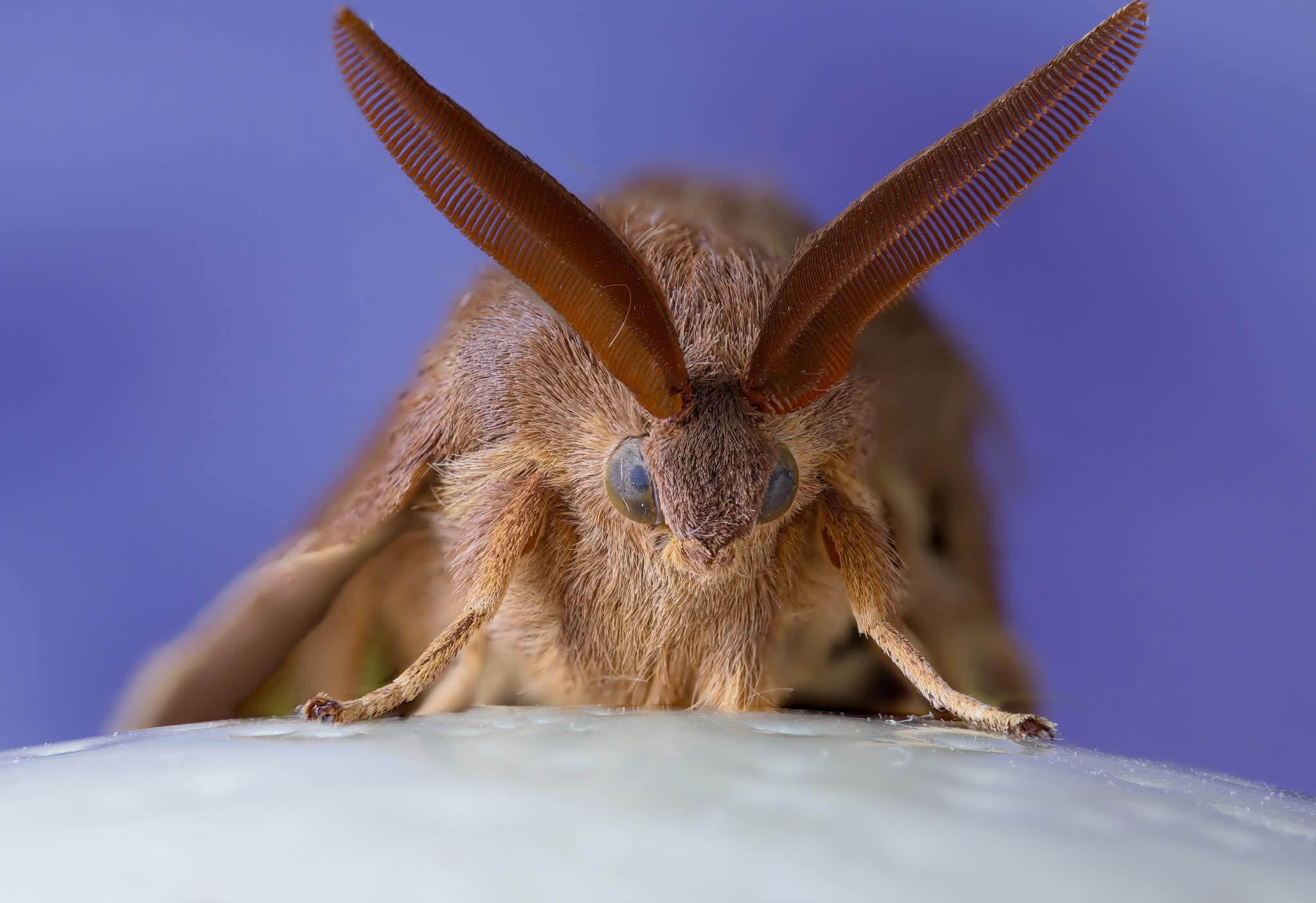 Lasiocampa trifolii
