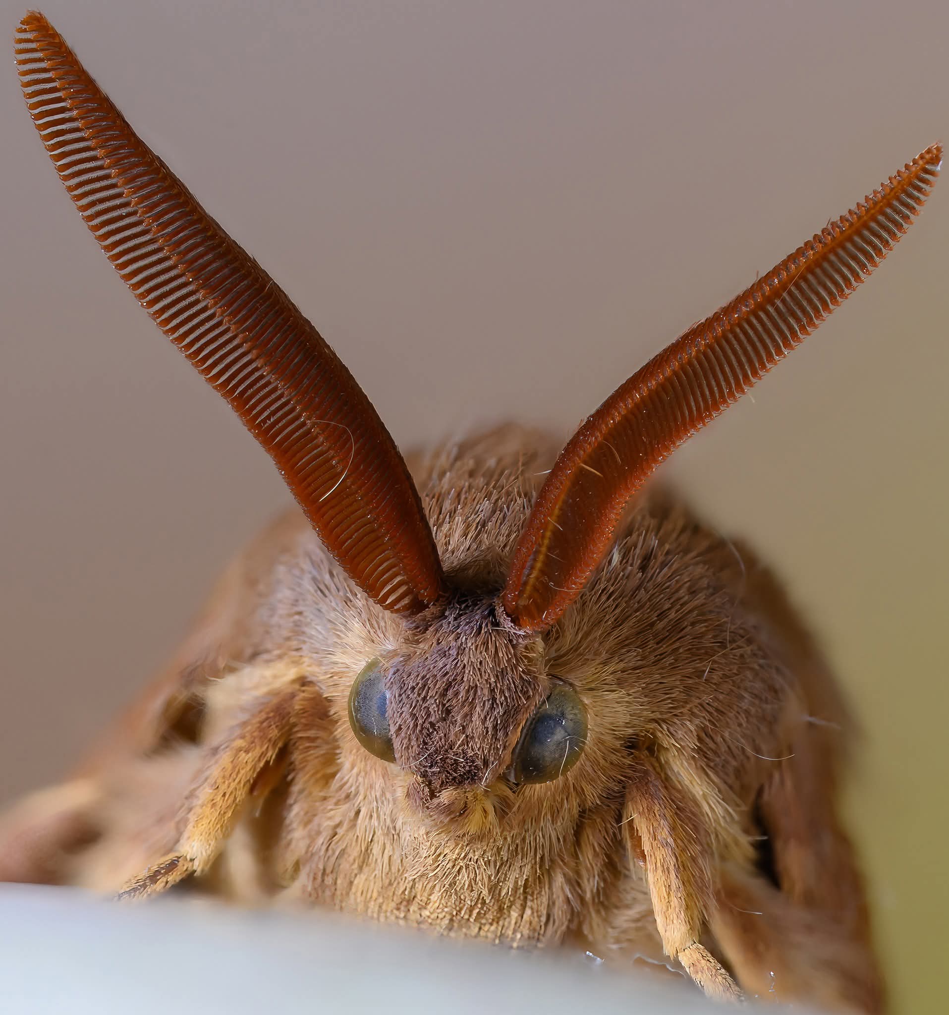 Lasiocampa trifolii