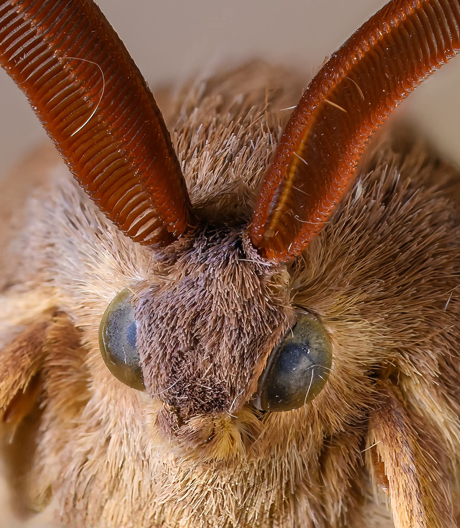 Lasiocampa trifolii