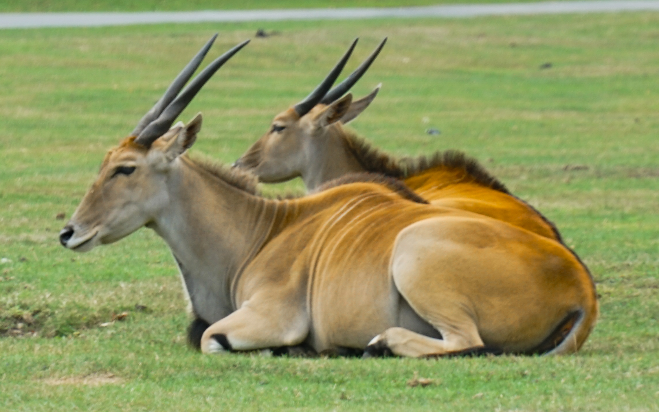 Serengeti park Hodenhagen