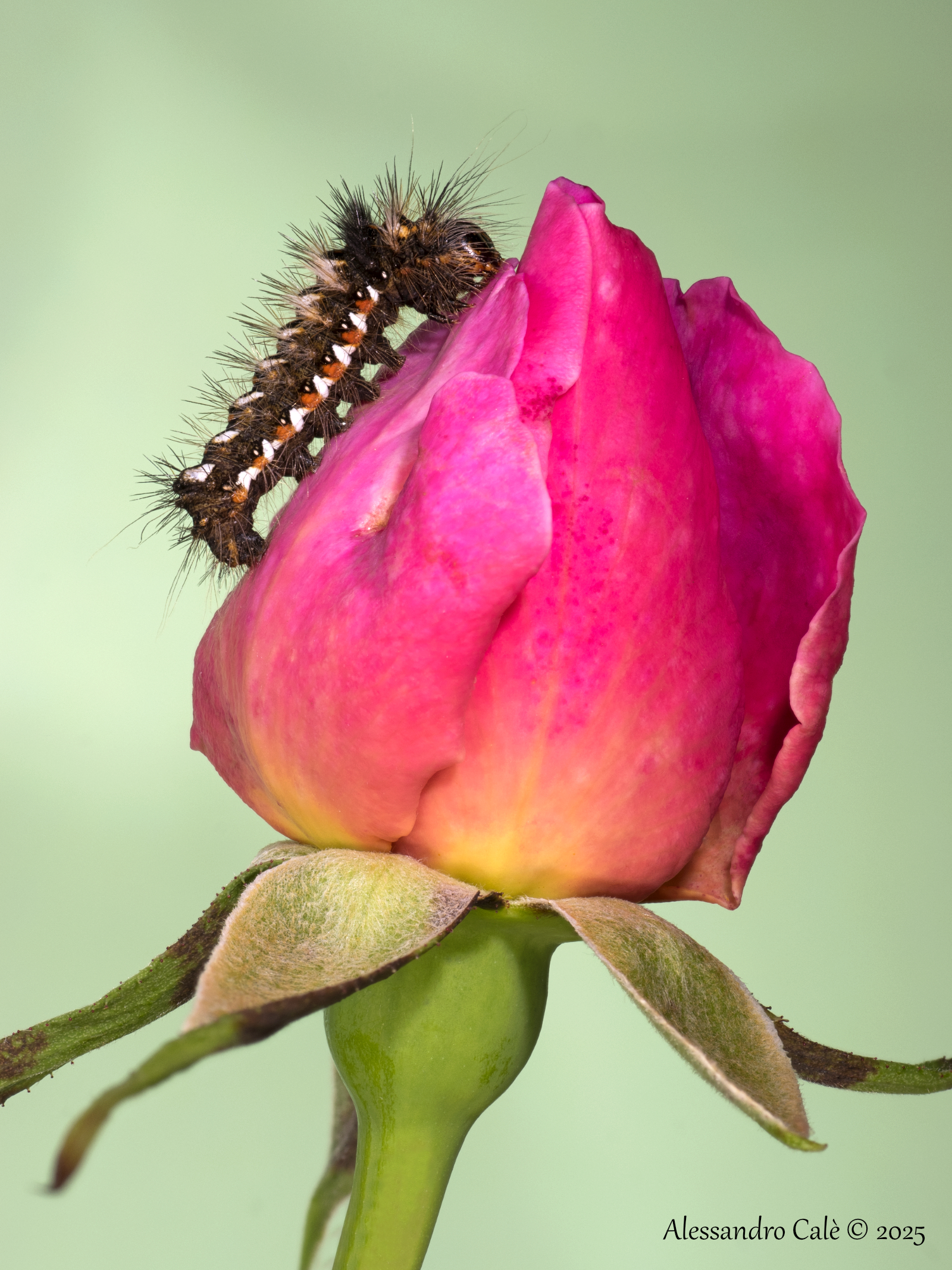 Acronicta rumicis 4745_59 FS