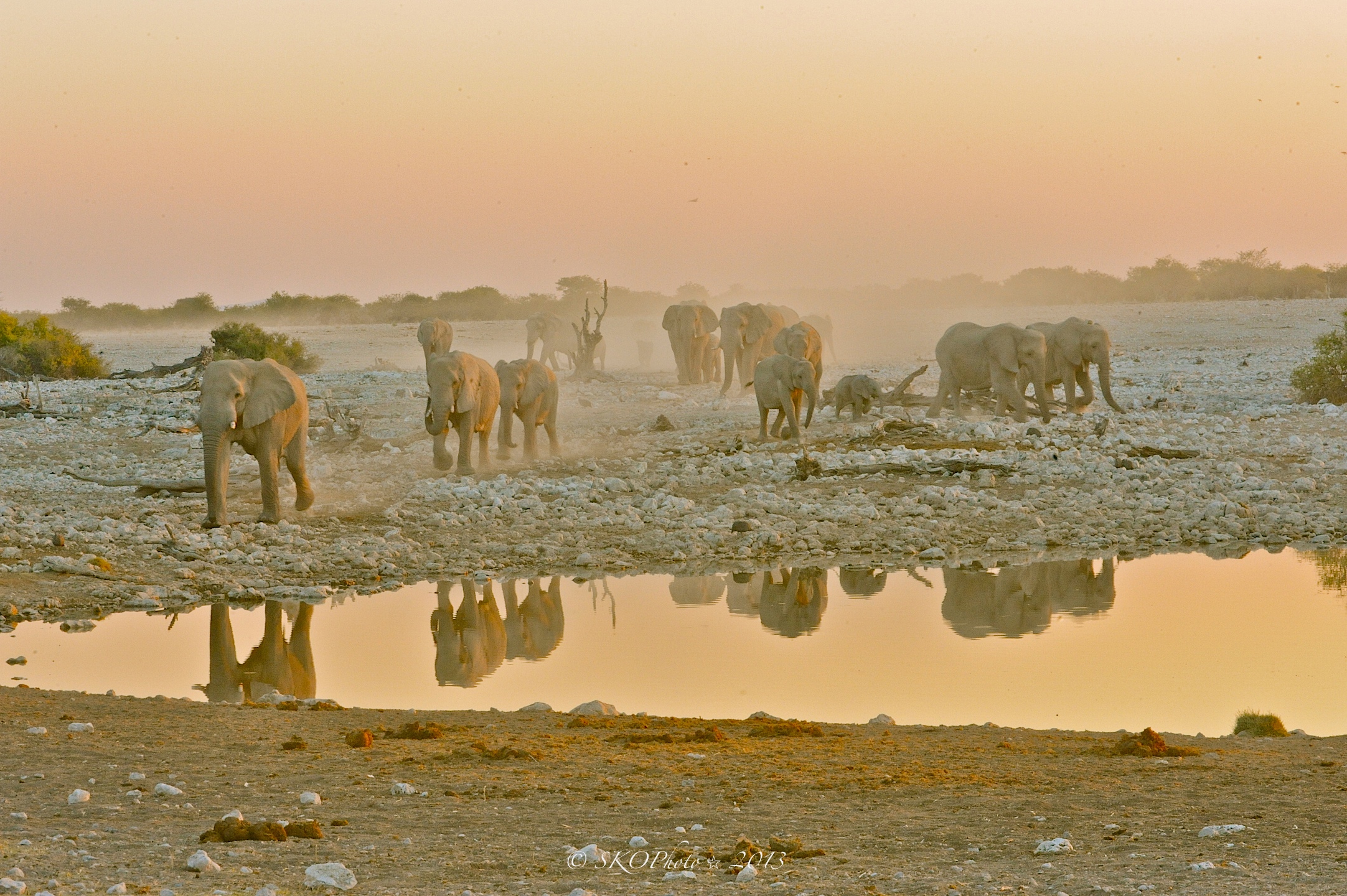 Elefanti arrivano alla pozza assetati. Etosha n.p.
