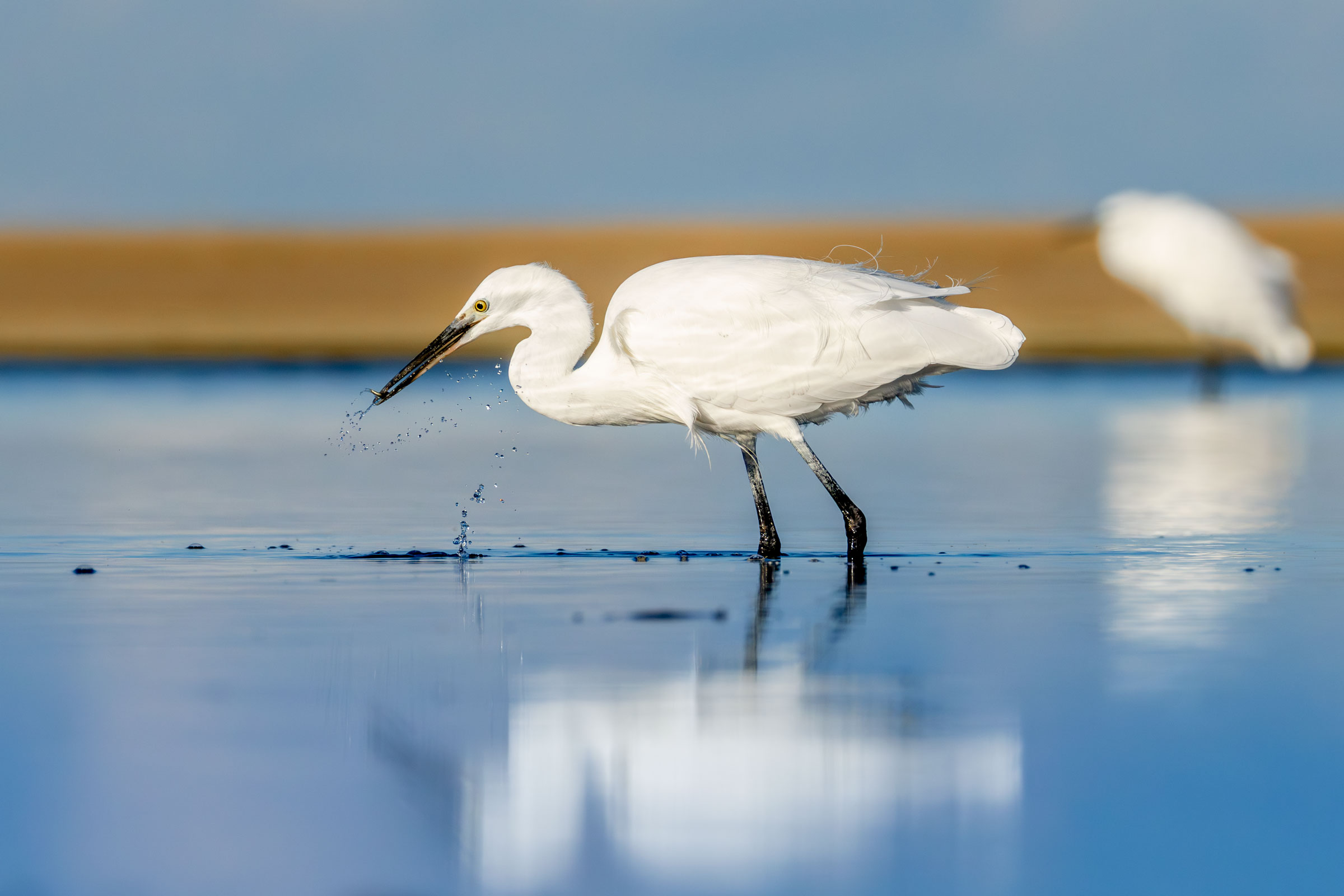Egret